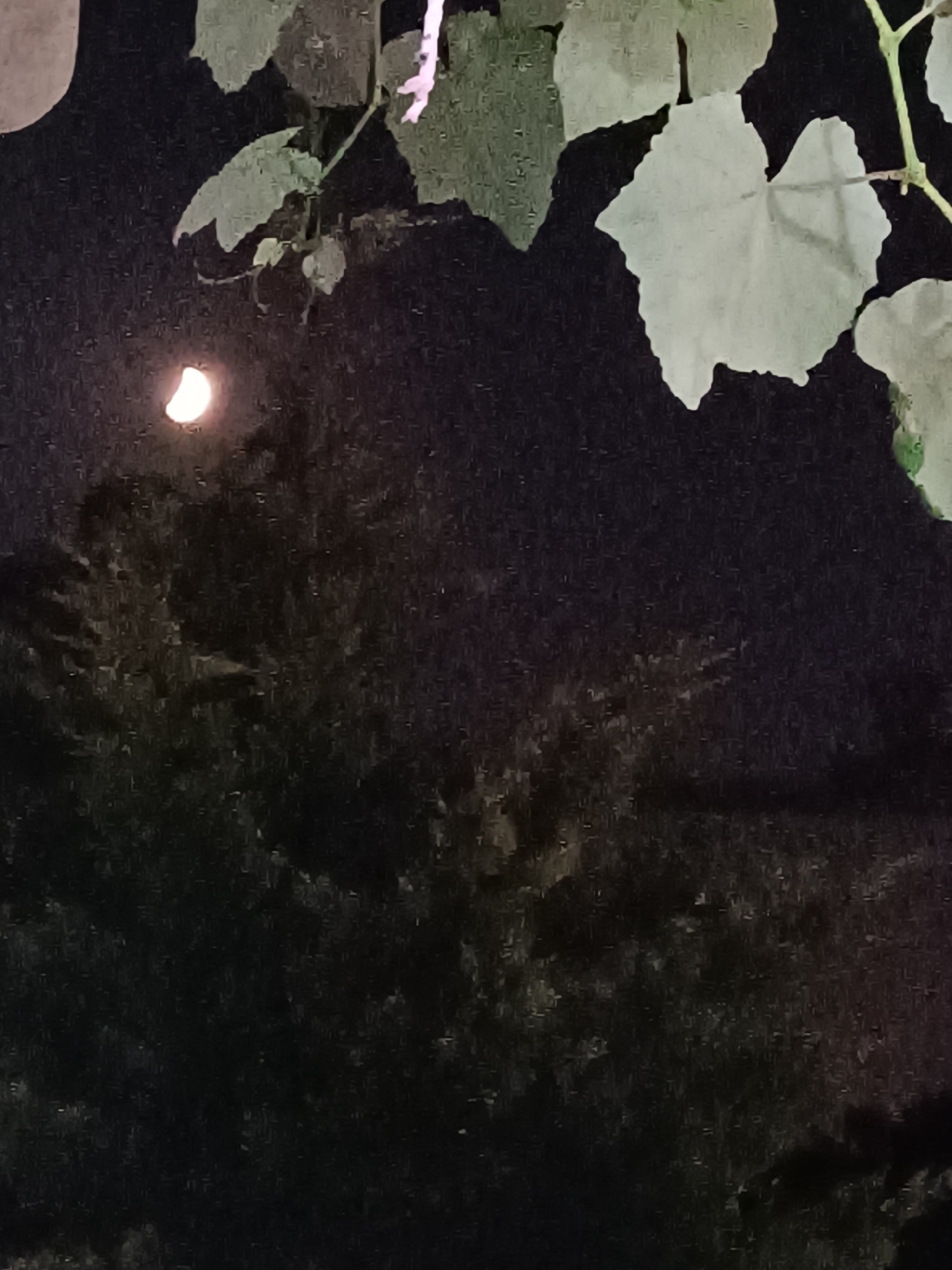 A crescent moon is visible in the night sky, partially obscured by tree branches with large leaves. The background is dark, suggesting it is nighttime. The image appears to have been taken outdoors, likely in a natural setting within Karasu, Turkey, given the context. There are no people or specific urban features identifiable in the image.