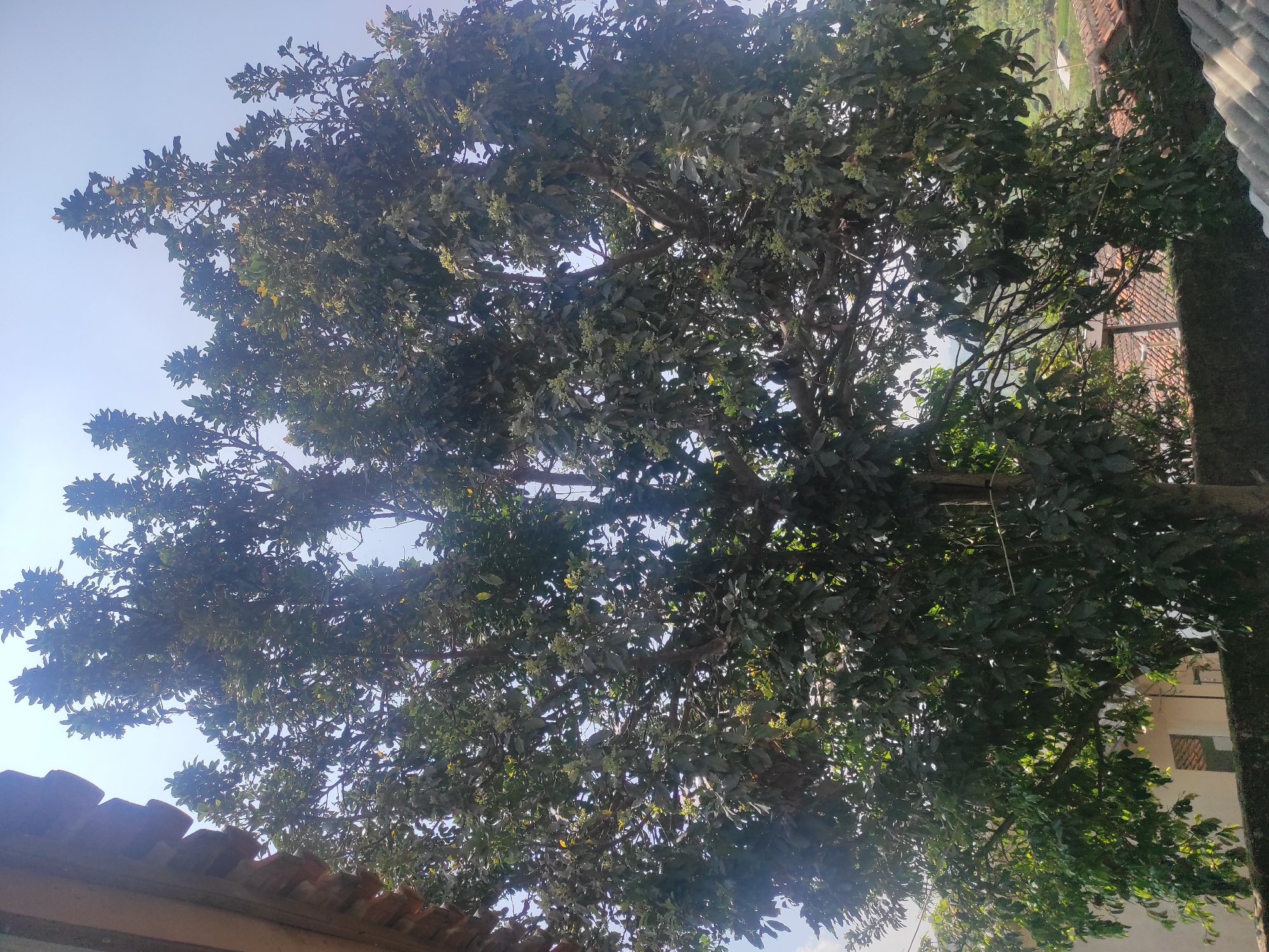 A large, leafy avocado tree dominates the frame, its branches reaching upwards towards a clear, pale blue sky. Sunlight filters through the dense foliage, creating dappled patterns on the leaves, some of which are a deep green while others show lighter, more yellowish hues. Small, pale green flower buds are visible scattered throughout the tree, indicating it is in bloom.
The tree is situated in what appears to be a residential area. In the lower left portion of the image, the edge of a brown, tiled roof juts into the frame. Below the tree, a dark, textured wall runs horizontally, and behind it, glimpses of buildings with tiled roofs and pale walls can be seen. In the distance, rolling hills are visible, suggesting a semi-rural or suburban setting on the outskirts of a city. The overall impression is one of a lush, well-established tree in a warm, possibly tropical, climate. The presence of avocado trees is common in the Sumedang region of Indonesia.