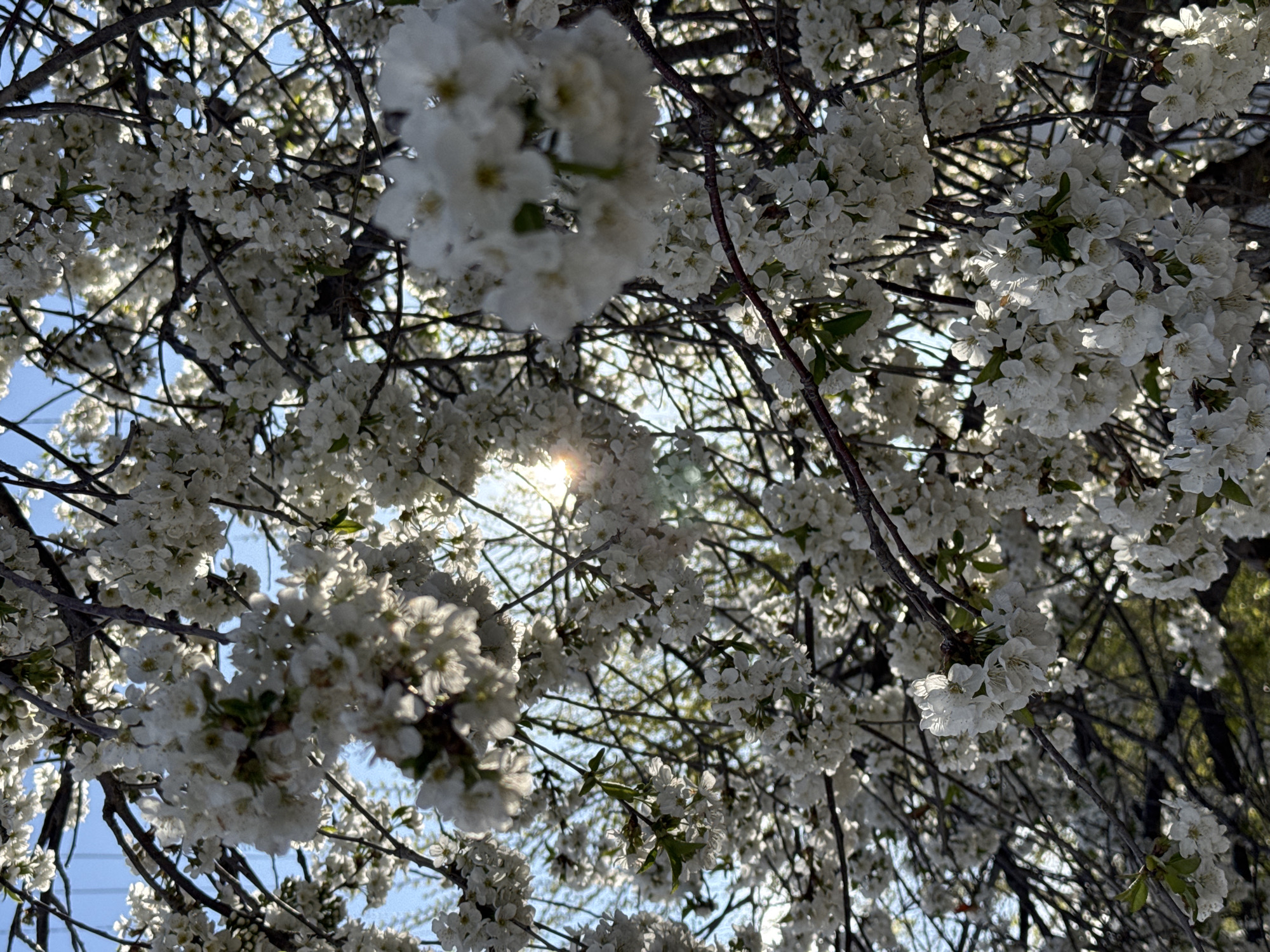 The image shows a view looking up into a tree filled with white blossoms. Sunlight is visible through the branches and flowers. The location in Balykchy, Kyrgyzstan is not evident from the image.
