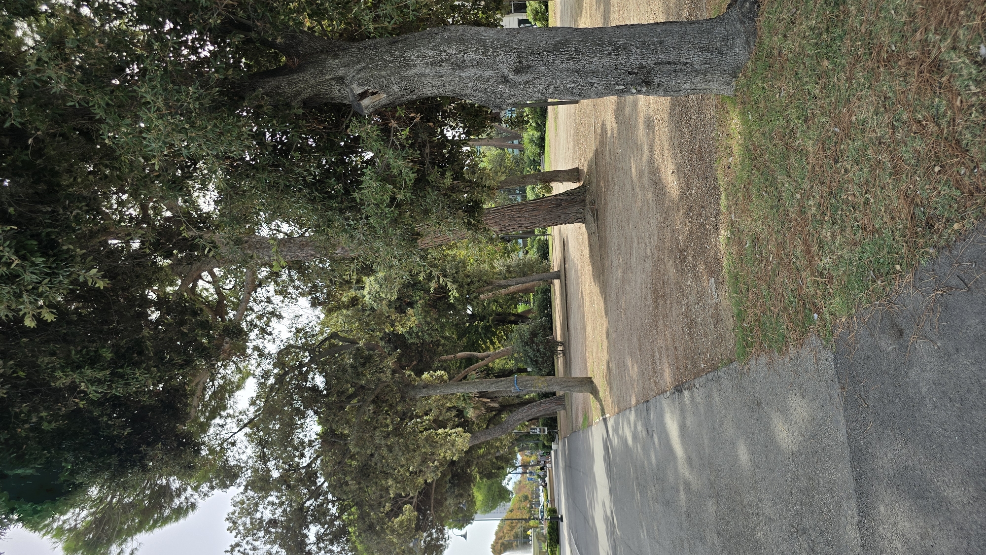 The image depicts a tree-lined pathway in a park-like setting in Rimini, Italy. In the foreground, a paved walkway runs along the left side of the frame, bordered by dry, sandy ground with scattered pine needles and patches of green grass. Several large trees with dense foliage dominate the middle ground and right side of the image. The tree trunks are thick and gnarled, with textured bark. Sunlight casts dappled shadows on the ground. In the distance, along the left edge of the walkway, a street is visible with some parked cars, a lamppost, and the upper portion of a fountain with water spraying. The sky is overcast. The scene appears to be a public space, possibly a promenade or park adjacent to a street. There are no people clearly visible in the immediate vicinity.