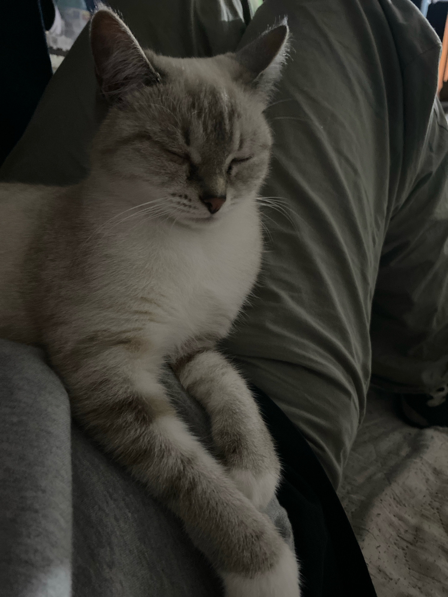 A light-colored cat with grey tabby markings is sleeping on a person's lap, partially covered by grey pants. The cat's eyes are closed, and its paws are crossed. The background consists of draped fabric, possibly part of the person's clothing or bedding. The image is taken from a close-up, high-angle perspective, with the lighting suggesting an indoor setting. There is no identifiable information regarding the city of Overyata, Russia, or any specific location details within it.