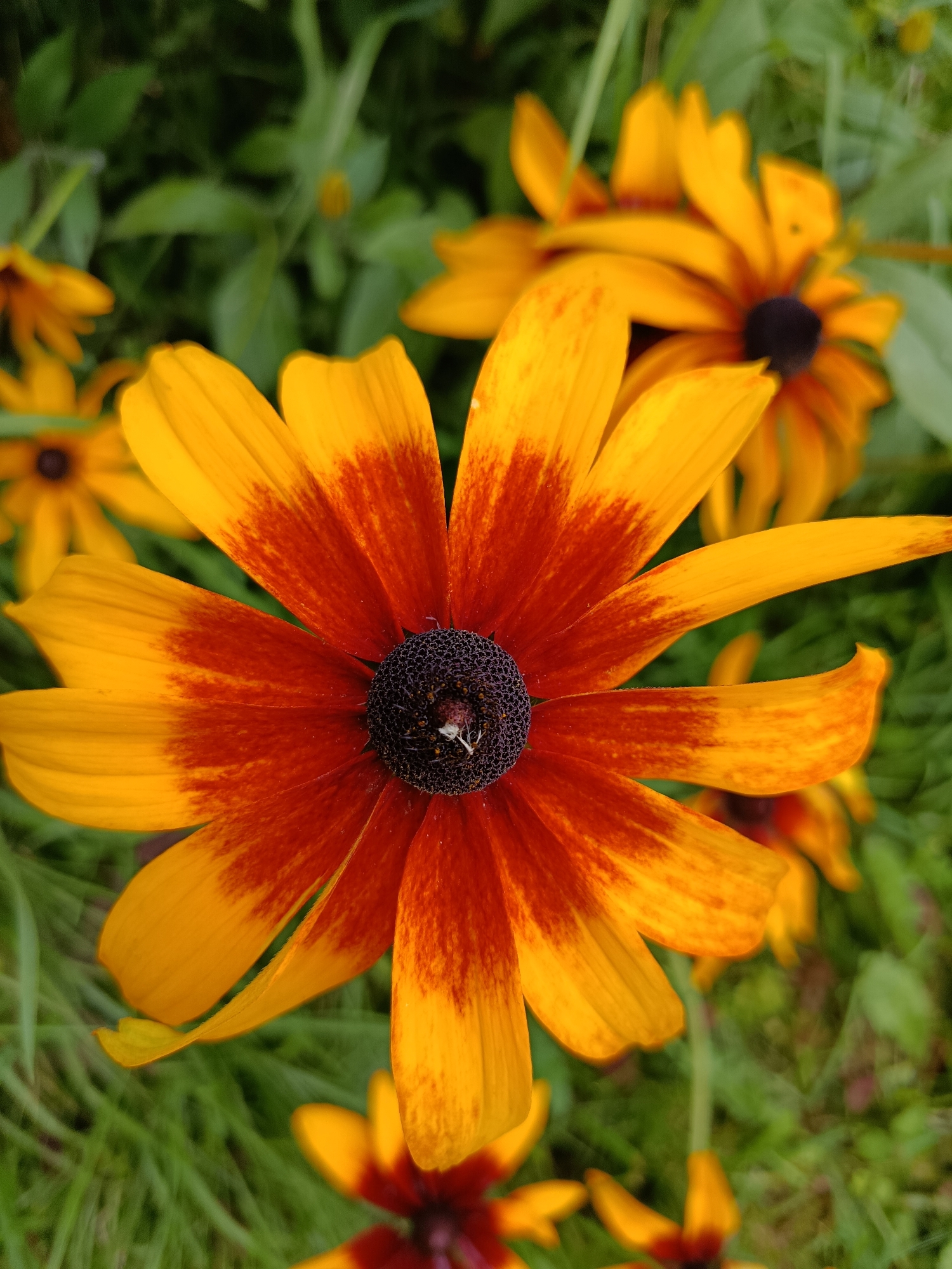 This is a close-up, high-angle photograph of several Black-Eyed Susans in a garden setting. The main subject is a large Black-Eyed Susan flower prominently displayed in the center foreground, with its bright yellow petals streaked with a deep reddish-orange. The flower's dark brown, almost black, center is visible, with a few small white filaments. Behind this flower, other Black-Eyed Susans are visible, some in focus and some out of focus, with their characteristic yellow and red petals. The background consists of lush green foliage and grass, suggesting a natural or well-maintained garden. The lighting appears to be natural daylight, casting soft shadows and highlighting the vibrant colors of the flowers. The location is identified as being in the city of Верея, Russia, indicating an outdoor scene, likely a garden or park. There are no people or animals depicted in the image.