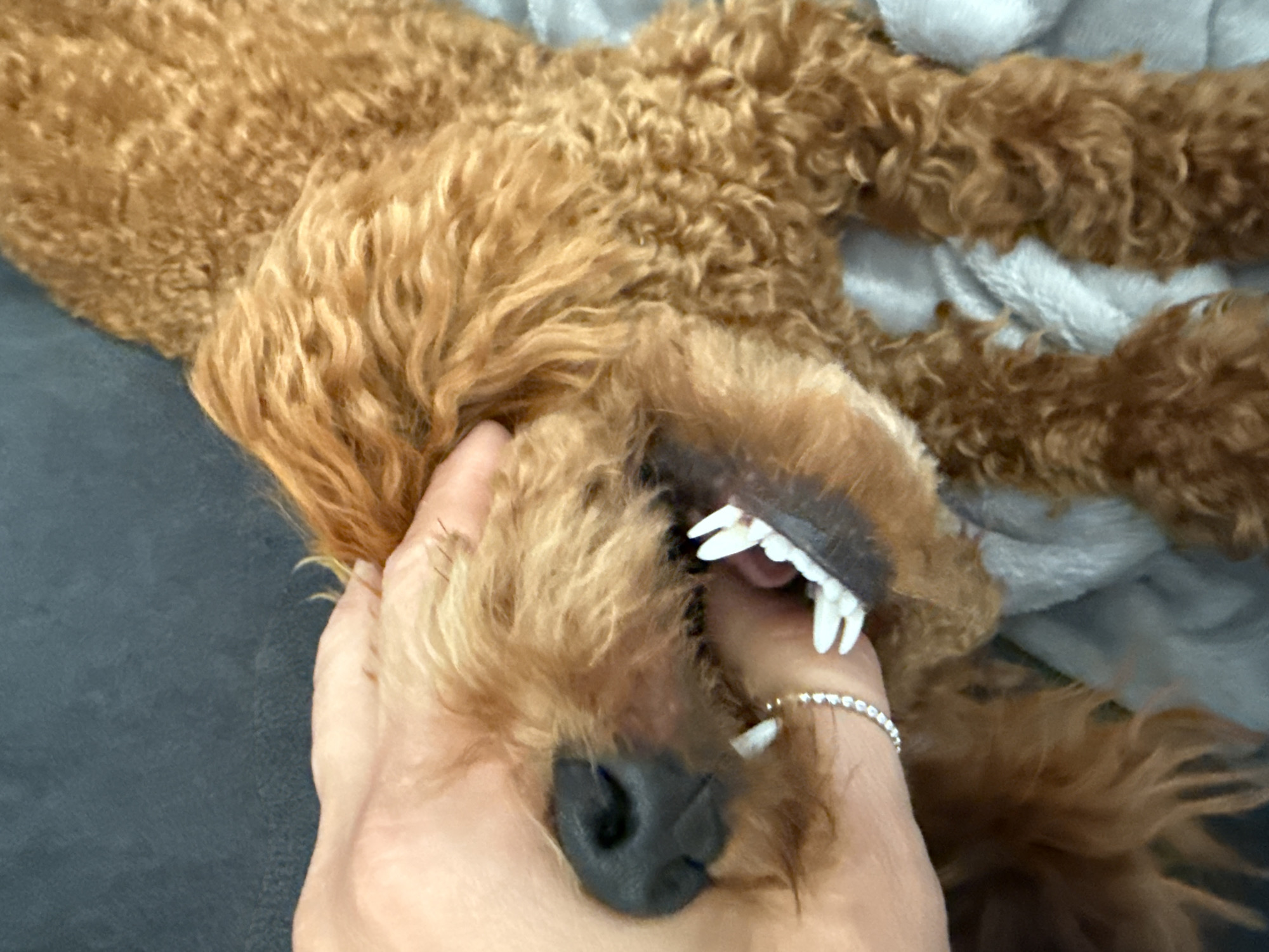 A hand, adorned with a ring, is gently holding the mouth of a brown poodle. The poodle's mouth is open, revealing its teeth. The dog is lying on a gray blanket. The image does not provide any information about the location in the city of Marum, Netherlands.