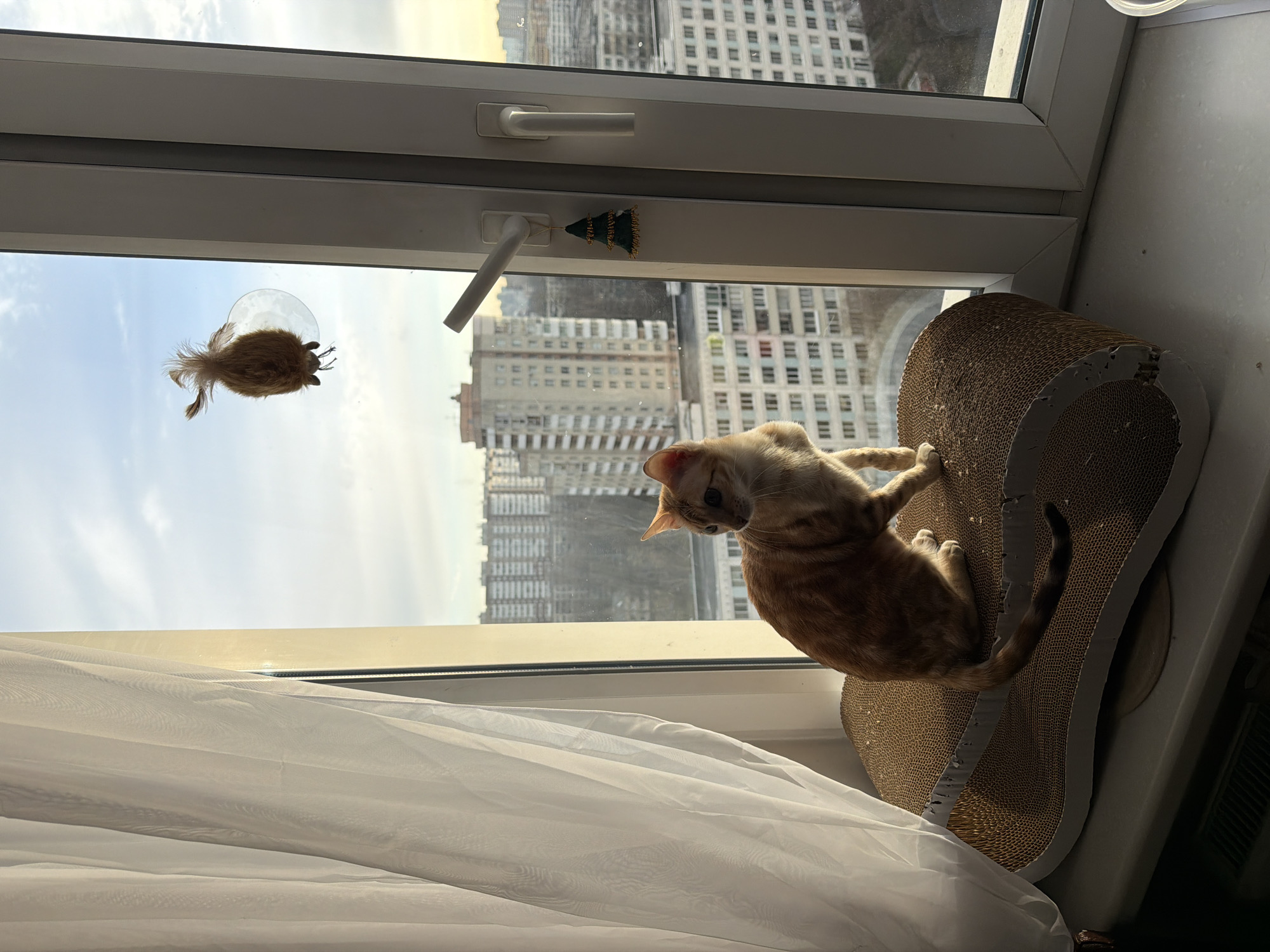 A ginger cat is on a scratching board near a window in Vsevolozhsk, Russia. A cat toy with a suction cup is attached to the window above the cat. A miniature Christmas tree ornament is attached to the window frame. Buildings can be seen through the window. A white sheer curtain is visible in the lower left of the frame.