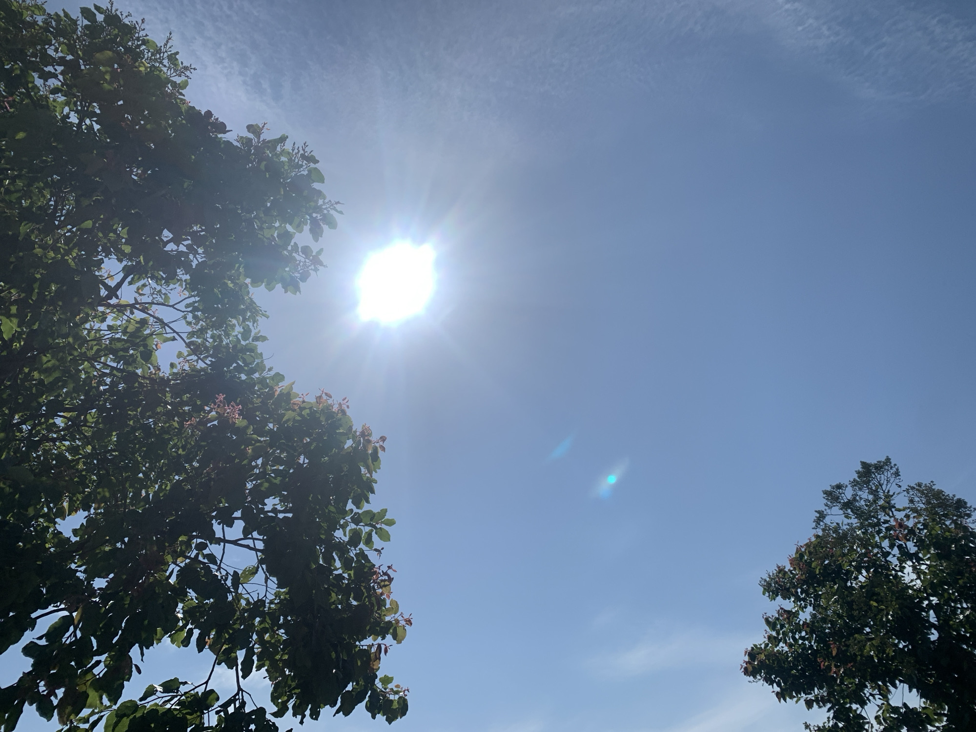 The image captures a bright, sunny day in Kuru Karama, Nigeria, with the sun prominently featured in the sky, emitting strong rays and lens flare. The sky is a clear blue, with some wispy white clouds present. In the foreground and to the left, the branches and dense green leaves of a tree are visible, with hints of small pink flowers or buds. To the right, another tree with similar foliage and subtle pink blooms is partially visible against the sky. The scene appears to be an outdoor setting, likely a park or a residential area, bathed in natural sunlight. There are no people or any human-made objects explicitly depicted in the frame.