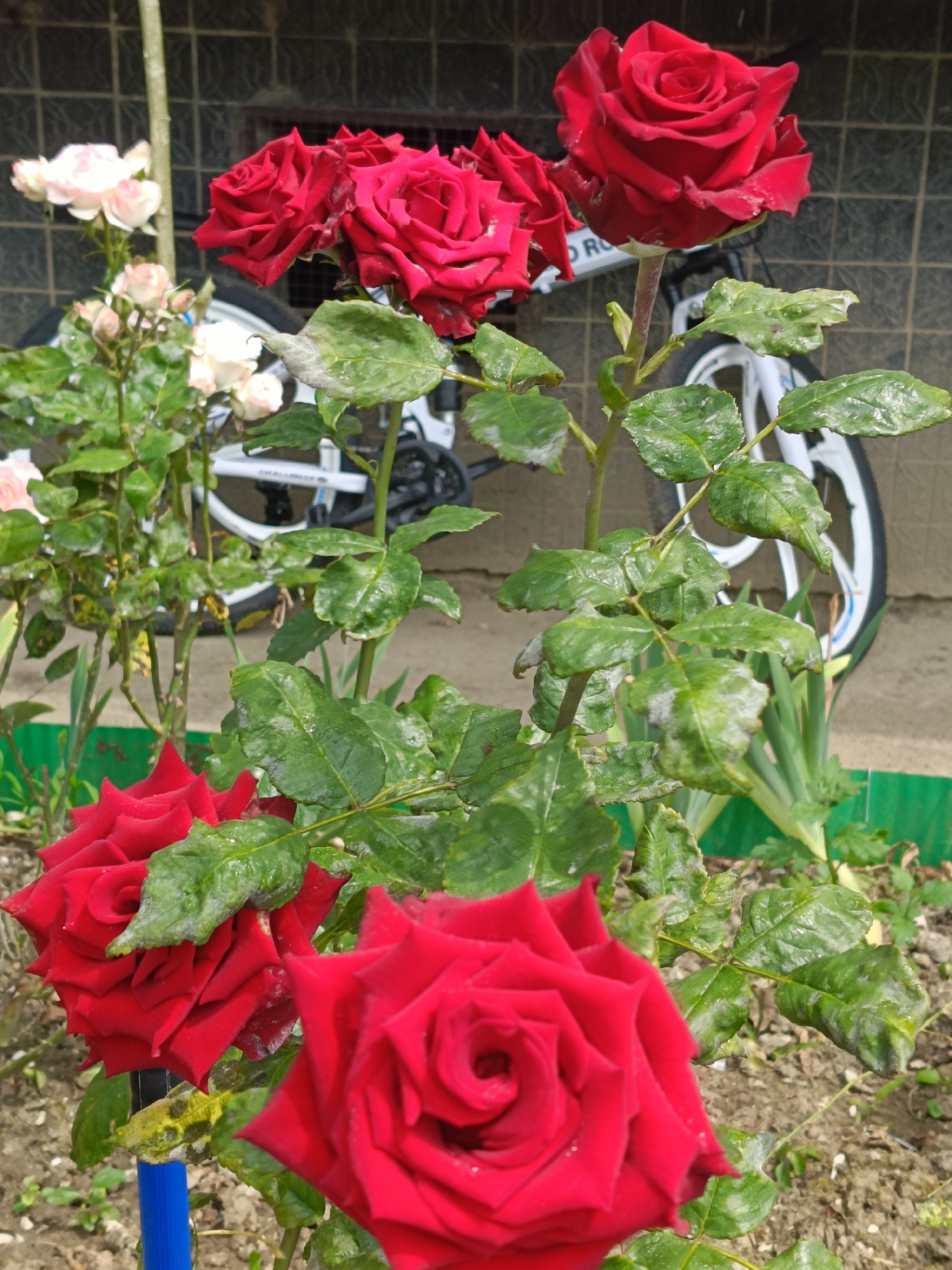 The image depicts a close-up view of red roses in a garden setting. The roses are in full bloom and their vibrant red petals are detailed with water droplets, suggesting recent rain or watering. The leaves of the rose bushes are a deep green, though some show signs of fungal growth or discoloration, appearing as white powdery patches. In the background, a portion of a white bicycle with blue accents is visible, leaning against a brick wall. The wall has a tiled pattern. The ground appears to be soil with some scattered greenery. The overall impression is of a garden scene, possibly in a residential area, with the natural beauty of the roses juxtaposed with man-made elements like the bicycle and the wall. The location is specified as the city of Sochi, Russia, a city known for its subtropical climate and botanical gardens, which would be conducive to growing roses.