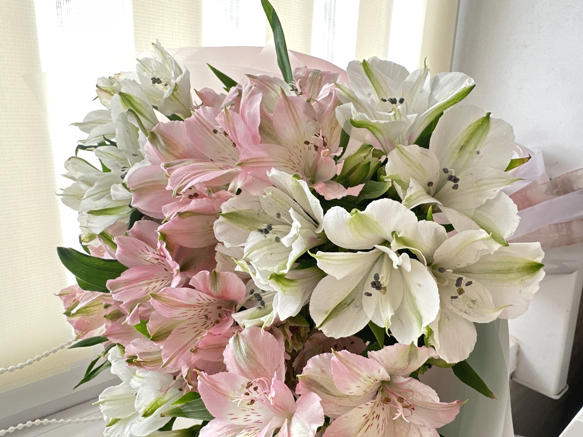This close-up image, located in the city of Chaikovsky, Russia, features a densely packed bouquet of alstroemeria flowers. The bouquet consists of approximately equal proportions of pale pink and white blossoms. The pink alstroemeria display darker pink streaks and spots, primarily on their inner petals, with visible stamens topped by light brown anthers. The white alstroemeria exhibit subtle green veining, particularly on the outer surfaces of their petals, and prominent stamens with dark grey to black anthers. The flowers are arranged tightly, showcasing their characteristic six-petal structure. The bouquet is wrapped in a light pink, translucent paper and secured with a matching light pink ribbon. The background features a window equipped with horizontal, cream-colored blinds, providing diffuse natural light. A white surface, consistent with a windowsill, is visible beneath the bouquet. A white pull cord for the blinds is discernible on the upper left side of the frame. No human subjects, animals, or explicit actions are present in the scene.