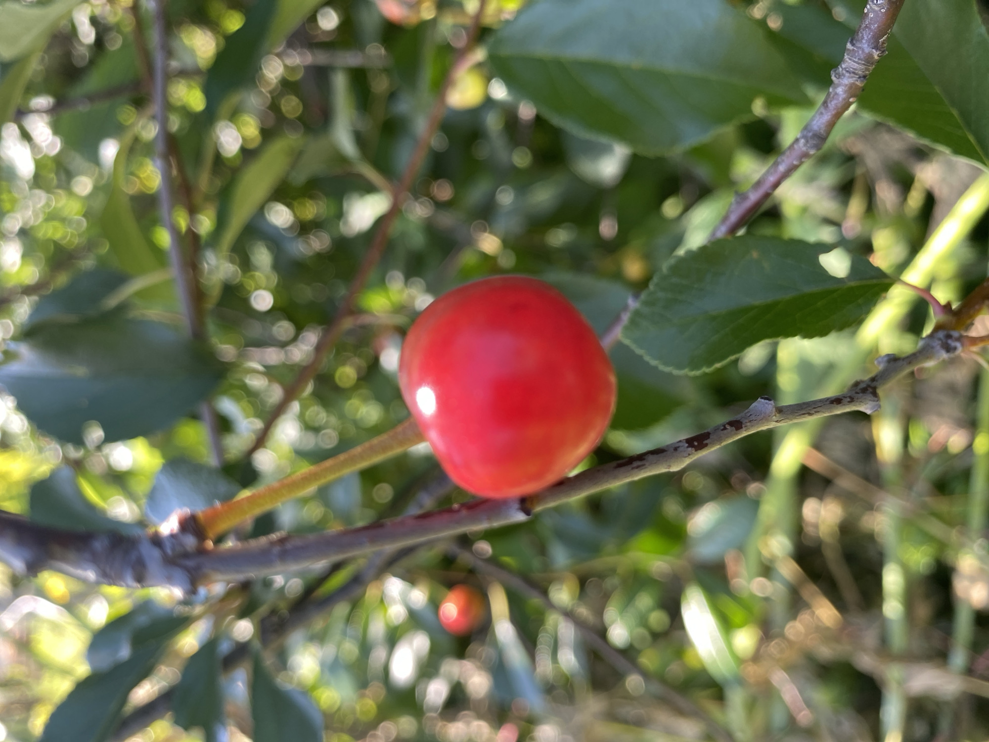 A single, ripe, bright red cherry is in sharp focus, hanging from a thin, reddish-brown stem attached to a branch. The cherry is heart-shaped and reflects light on its smooth surface. In the background, out of focus, are more branches, green leaves, and bokeh circles of light, suggesting a sunlit outdoor environment. Another blurred red cherry is visible further back and to the left. The scene appears to be in a garden or orchard.