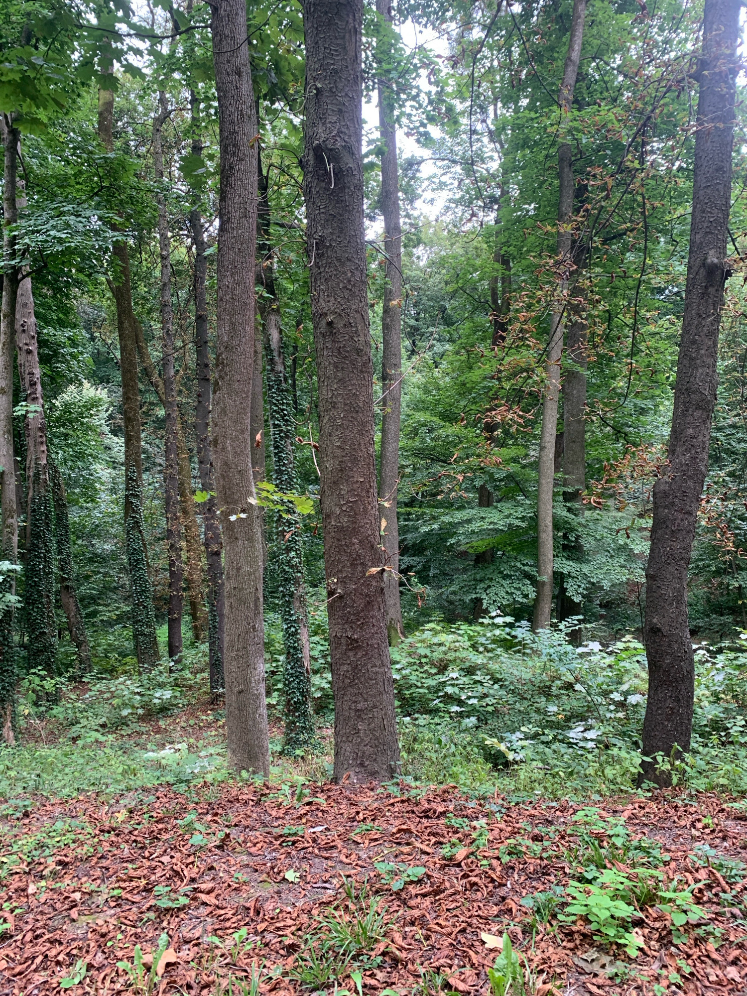 A dense forest scene unfolds, featuring numerous trees with thick, rough bark. The forest floor is covered in a thick layer of fallen brown leaves, interspersed with patches of green grass and smaller plants. The trees are largely vertical, with some appearing to be wrapped in ivy. The canopy above is lush with green leaves, though some branches in the mid-ground display dried leaves. The overall impression is a shaded, natural environment. The image is likely taken in a park or natural reserve within the city of Lviv, Ukraine, possibly in a less maintained area. No people are visible in the image.