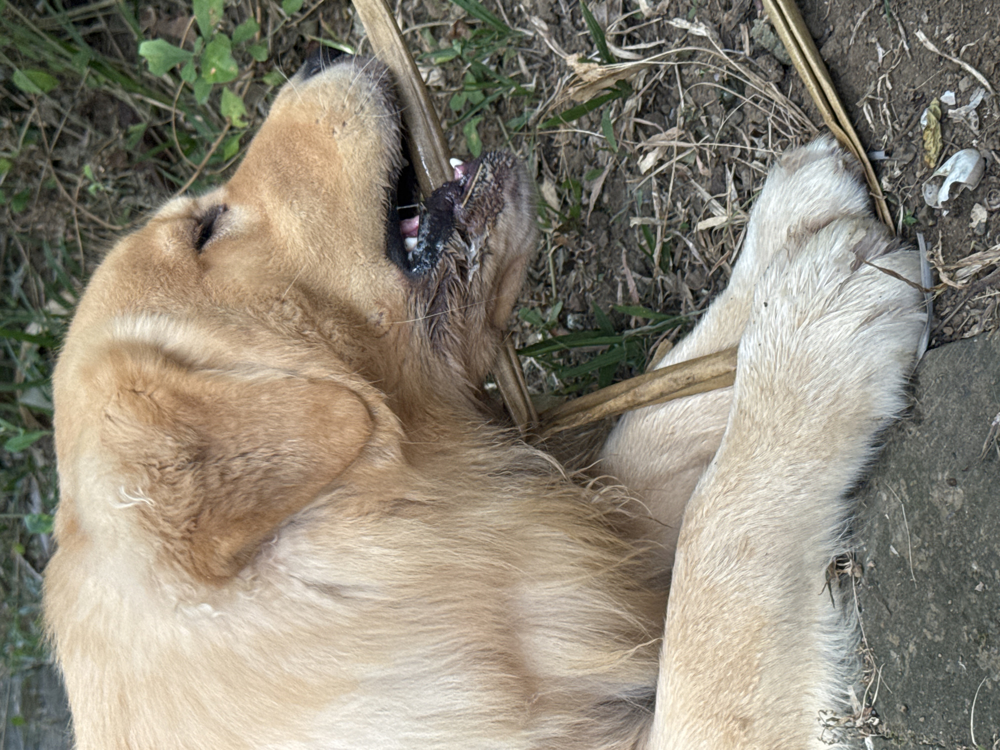 A golden retriever dog is lying on the ground in an outdoor setting, chewing on a dry, thin branch or stalk. The dog's mouth is open, showing its teeth and gums, and it appears to be focused on the object it is chewing. Its eyes are closed, suggesting it is relaxed or concentrating. The dog's fur is light brown and appears somewhat damp. The ground is covered with dry leaves, dirt, and some green grass. There are also some small stones and debris on the ground. The background consists of more greenery and foliage, suggesting a natural or semi-natural environment. The lighting suggests it is daytime, possibly overcast. No humans are visible in the image. The scene is located in Kuta Selatan, Indonesia, a coastal area known for its beaches and tourist activities.