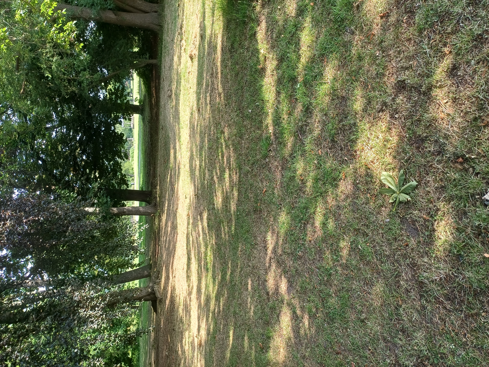 The image depicts a parkland scene on a sunny day in Middlesbrough, United Kingdom. The foreground is dominated by a patch of grass that appears dry and somewhat sparse, with visible shadows cast by overhead trees. A single, large green leaf lies on the ground in the lower center of the image.
In the mid-ground, a group of mature trees with dense foliage create a dappled shade across the grass. These trees vary in size and type, with some having dark, possibly purple, leaves. The trunks of these trees are visible, with exposed roots in some instances.
The background shows a further expanse of green grass and more trees, suggesting a larger park or open green space. In the far distance, a faint structure, possibly a playground or shelter, can be discerned. The overall impression is one of a natural, outdoor environment within an urban setting. There are no people or animals visible in the image.