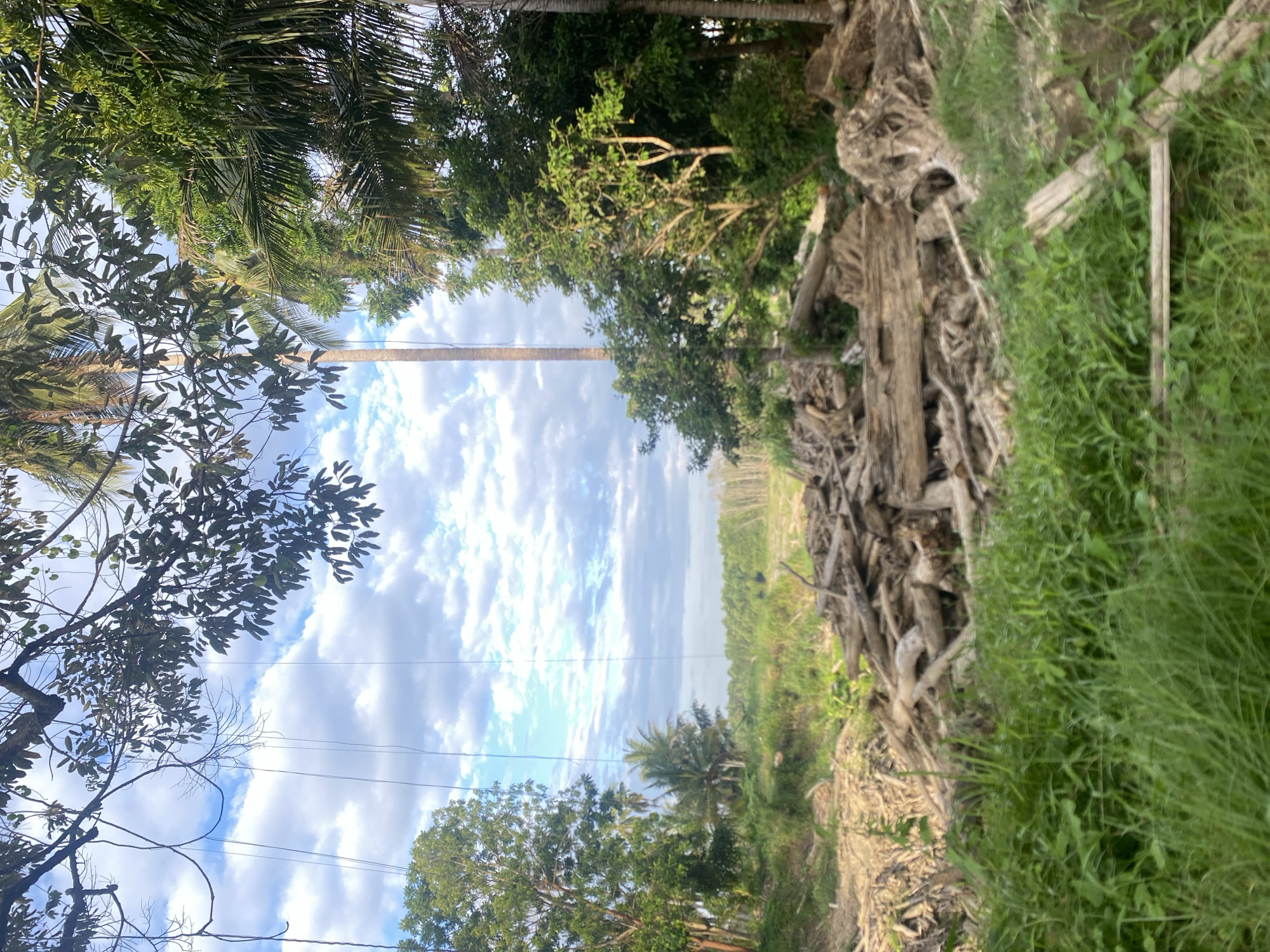 The image depicts a rural scene in Kruengbeukah, Indonesia. A tall palm tree stands in the center of the frame, reaching towards a cloudy sky. Trees and vegetation line both sides of what appears to be a dirt road or path. On the right side, there is a pile of weathered wood and tree roots, mixed with tall green grass. On the left, trees with diverse foliage are visible, partially obscuring power lines against the sky. In the distance, a sugarcane field is observed.