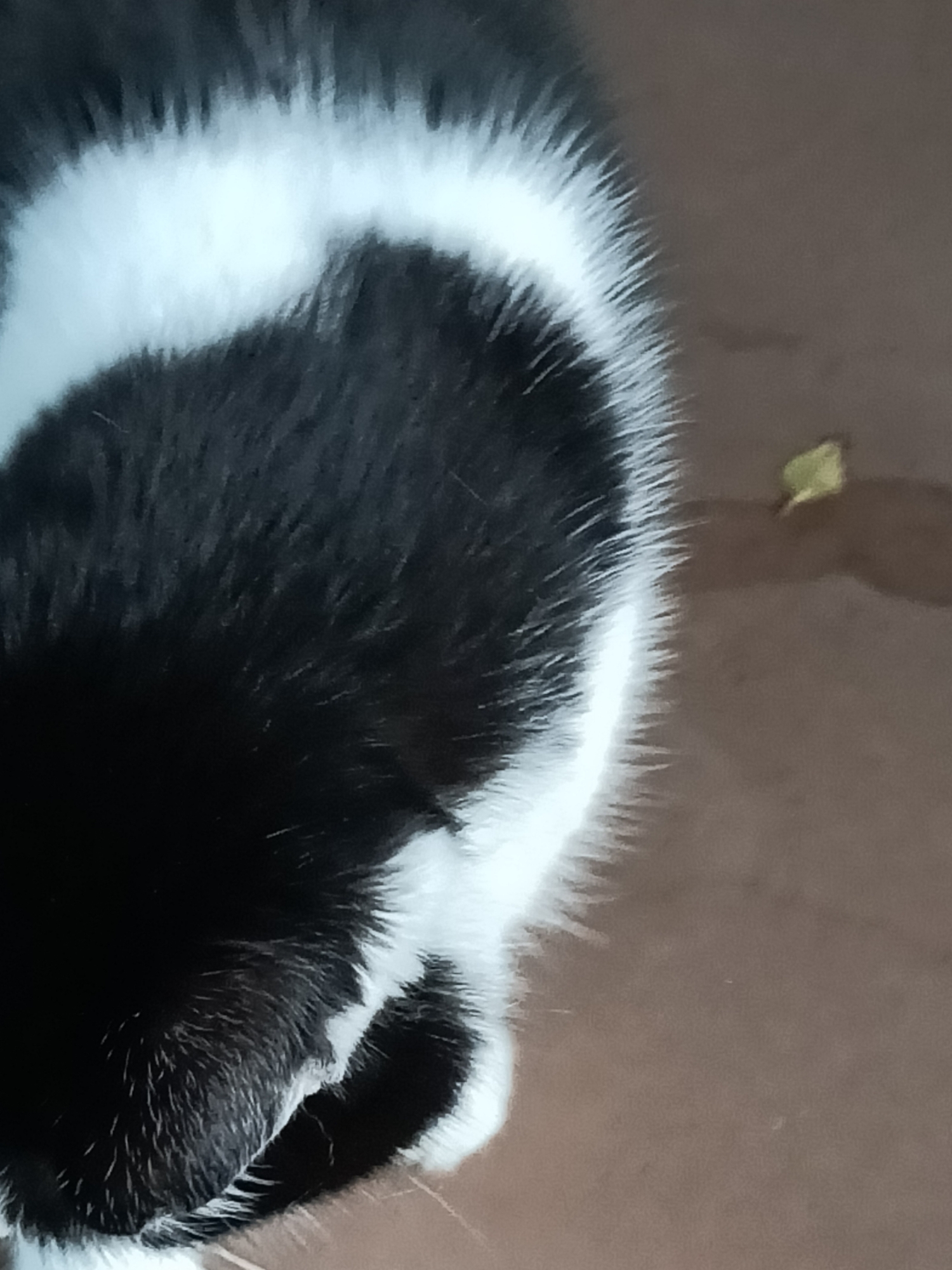 The image shows a close-up view of a black and white cat's fur. The cat's fur is predominantly black with a thick white band across its back. The fur appears soft and slightly fluffy, with individual hairs visible. The background is a blurred, reddish-brown surface, possibly a floor or ground. There is a small, light-colored object, possibly a dried leaf or debris, on the background to the right of the cat. The image is taken from a high angle, focusing on the texture of the cat's fur. The scene is not suggestive of any specific location within the city of Бутынь Снт, Russia, as it lacks any identifiable landmarks or contextual elements. The cat is not engaged in any discernible action.
