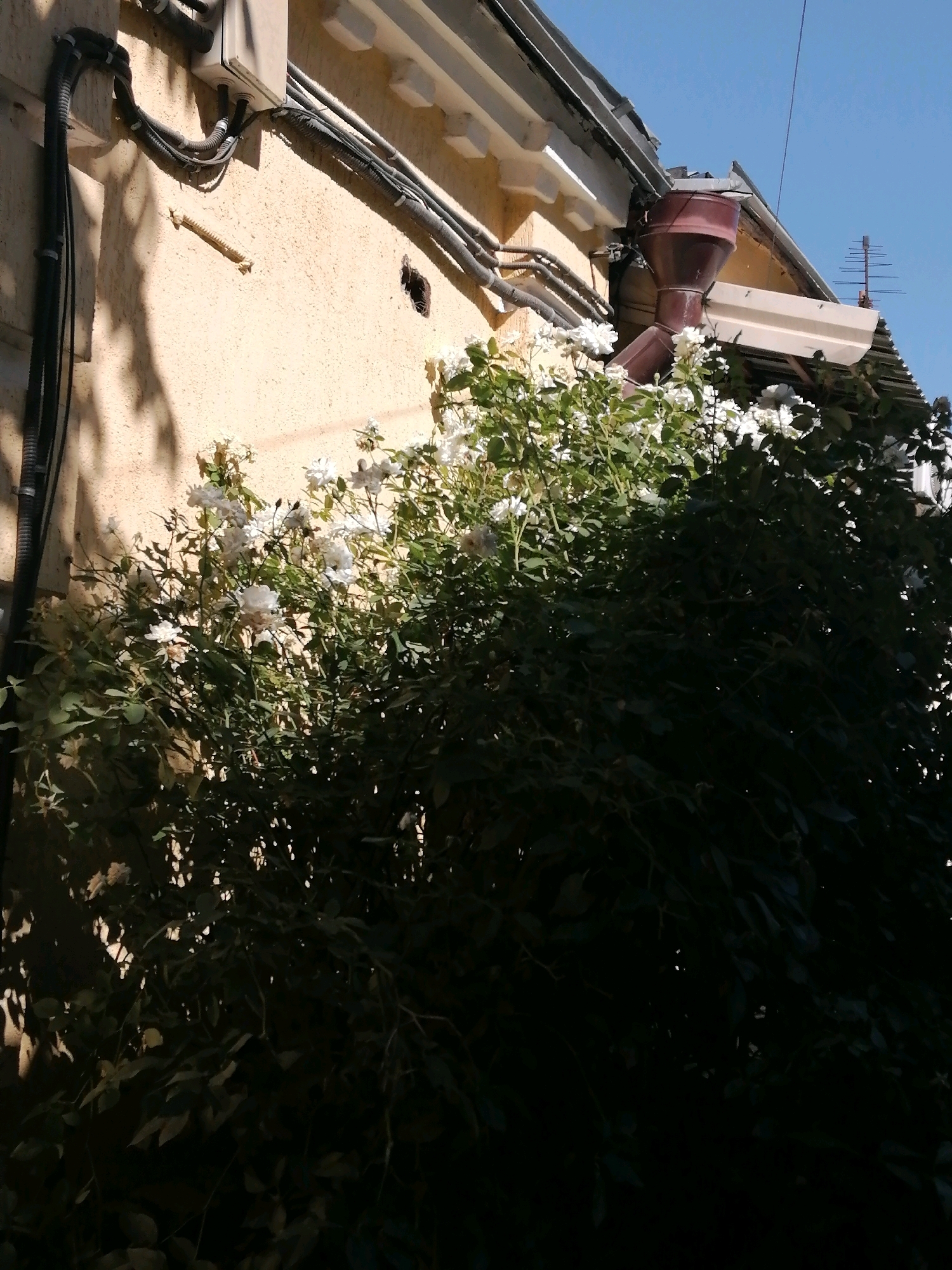 The image depicts a building exterior with visible wiring and a downspout, partially obscured by a bush with white flowers. The building's facade is light-colored and textured, with a white soffit and gutter system. Electrical conduits and junction boxes are mounted on the wall. A dark red downspout is attached to the gutter, directing water downwards. A dense bush with green leaves and clusters of white flowers is in the foreground, casting shadows on the wall. The sky above is clear and blue. Based on the architectural style, materials, and visible infrastructure, this scene is likely located in Rostov-on-Don, Russia.