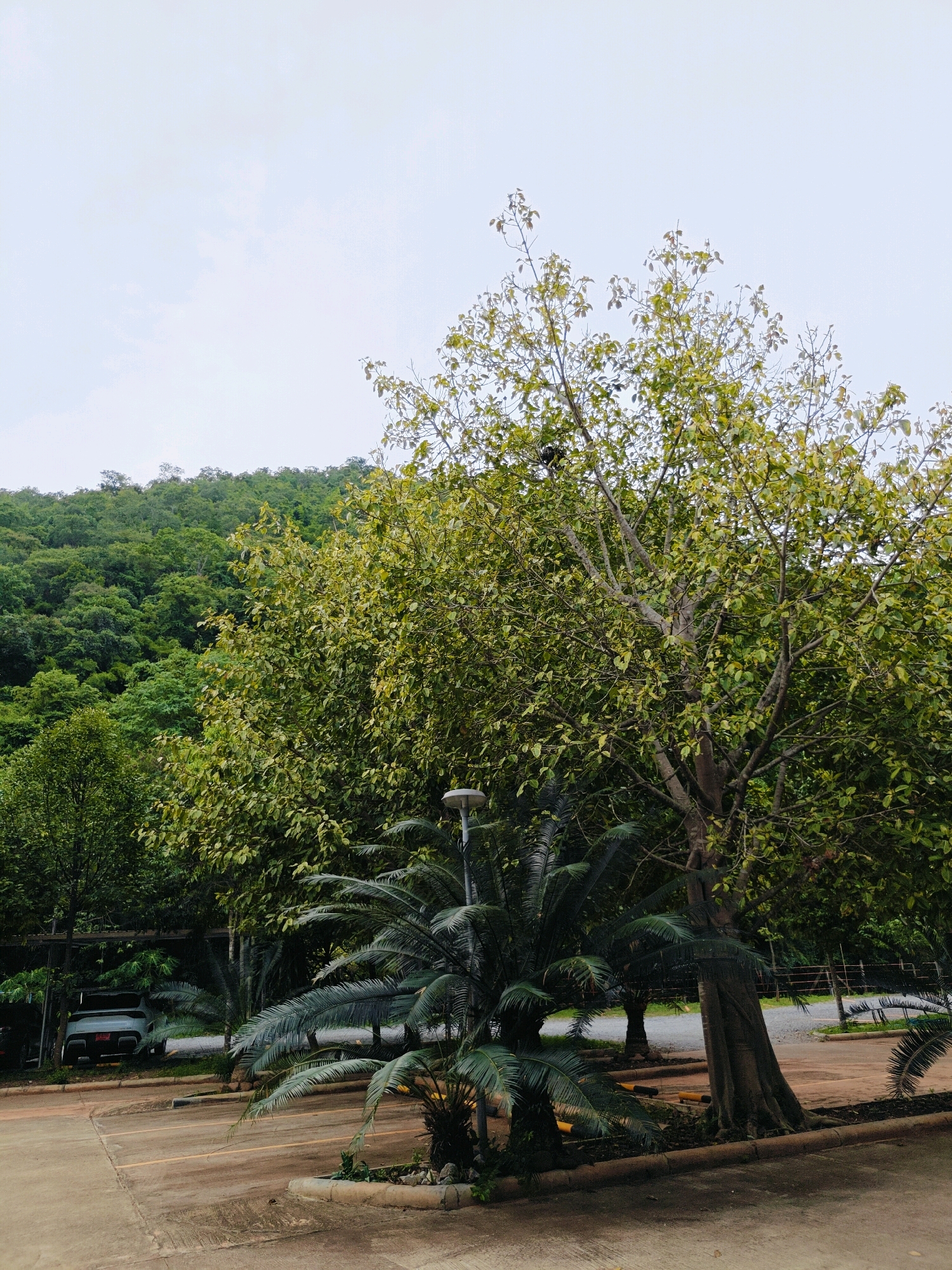 The image depicts a parking area adjacent to a densely forested hillside in Mu Si, Thailand. In the foreground, a paved surface with painted yellow lines suggests a parking lot. Several tropical plants, including palm trees with broad fronds, are scattered throughout the scene. A large tree with a thick trunk and a canopy of light green leaves dominates the center-right of the image. In the background, a steep hillside covered in lush green vegetation rises towards a pale, overcast sky. A white vehicle is partially visible under a covered structure on the left side of the frame. A streetlight is also visible among the foliage. The overall impression is of a natural landscape meeting a developed area.