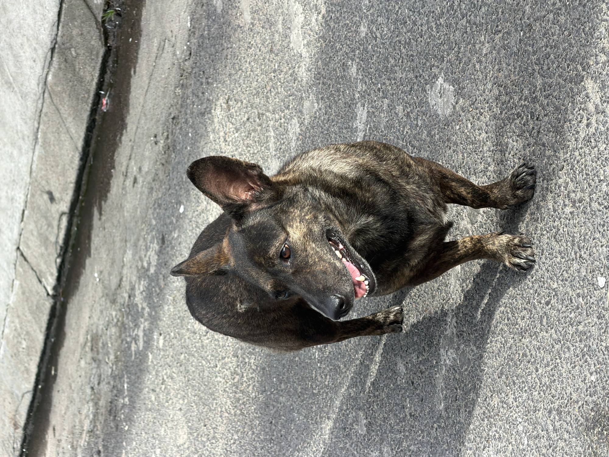 A medium-sized brindle-colored dog stands on a paved street in Nha Trang, Vietnam. The dog is facing to the right, with its mouth slightly open, revealing its teeth and pink tongue. Its ears are perked up. The street surface is rough asphalt, with some cracks and patches of wetness visible. A concrete curb and a gutter filled with murky water and some debris are present along the left side of the image. The lighting suggests it is daytime, with shadows cast on the ground.