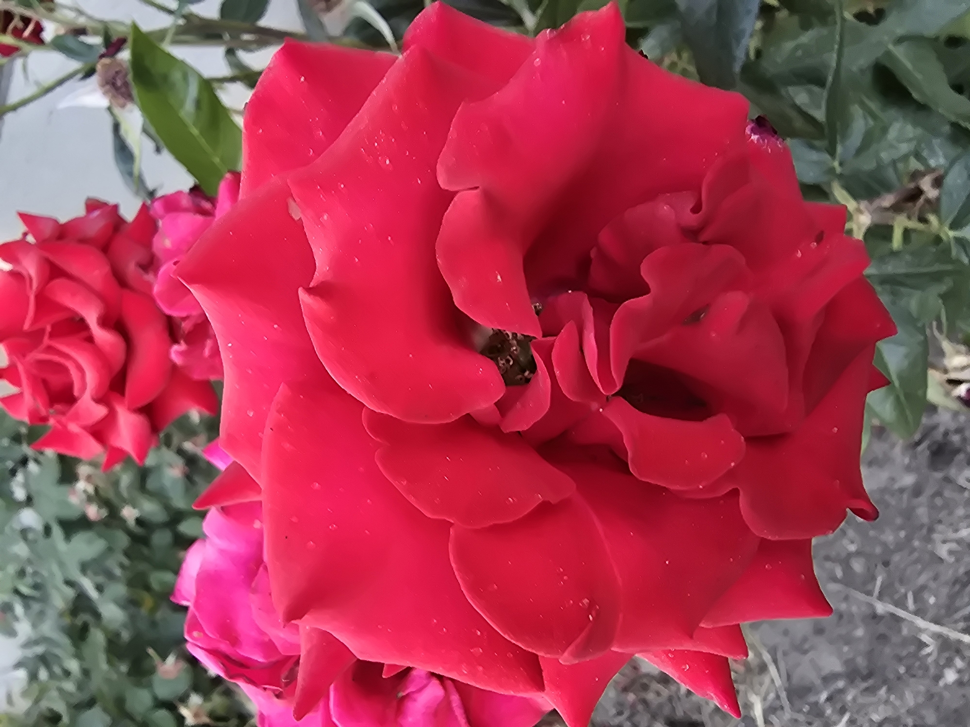 A close-up, eye-level, outdoor shot showcases several vibrant red roses in bloom. The main rose in the foreground is fully open, with its velvety petals displaying intricate textures and some dew drops. To the left and slightly behind, another rose, a brighter pink, is partially visible, as is a third, less defined red rose in the upper portion of the frame. The background consists of out-of-focus green foliage and a light-colored wall or structure, suggesting a garden setting. The lighting is natural and appears to be daylight, with no artificial sources evident. The image captures a moment of natural beauty, likely in a garden or park in Antonești, Moldova.