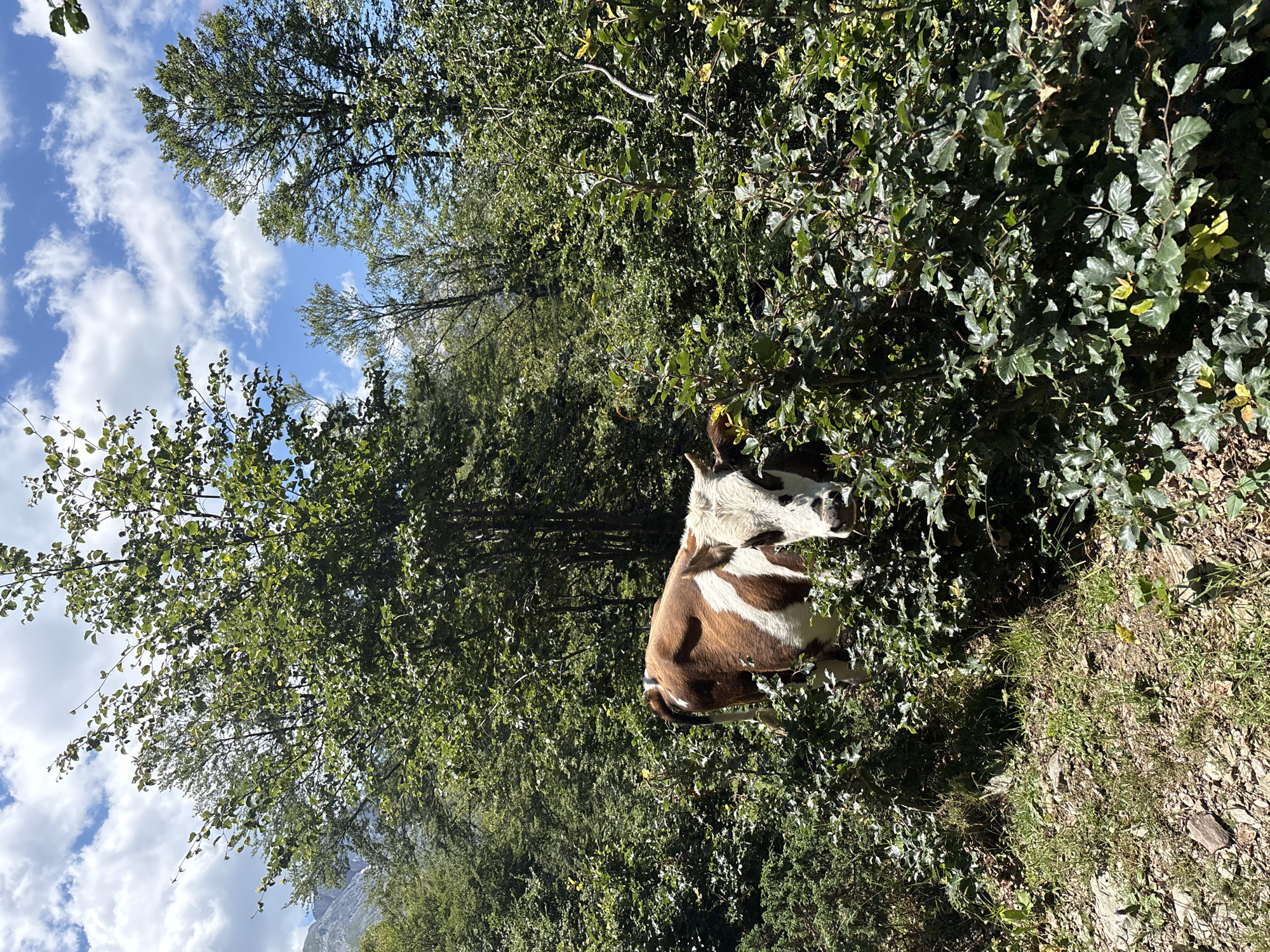 A brown and white cow is standing partially obscured by dense green foliage in a wooded area. The cow faces the camera, its head and upper body visible. Behind the cow, tall trees with green leaves form a canopy. The ground is covered in rocks, dry leaves, and sparse grass. In the background, a mountain range is visible under a blue sky with scattered white clouds. The scene appears to be in a natural, outdoor environment.