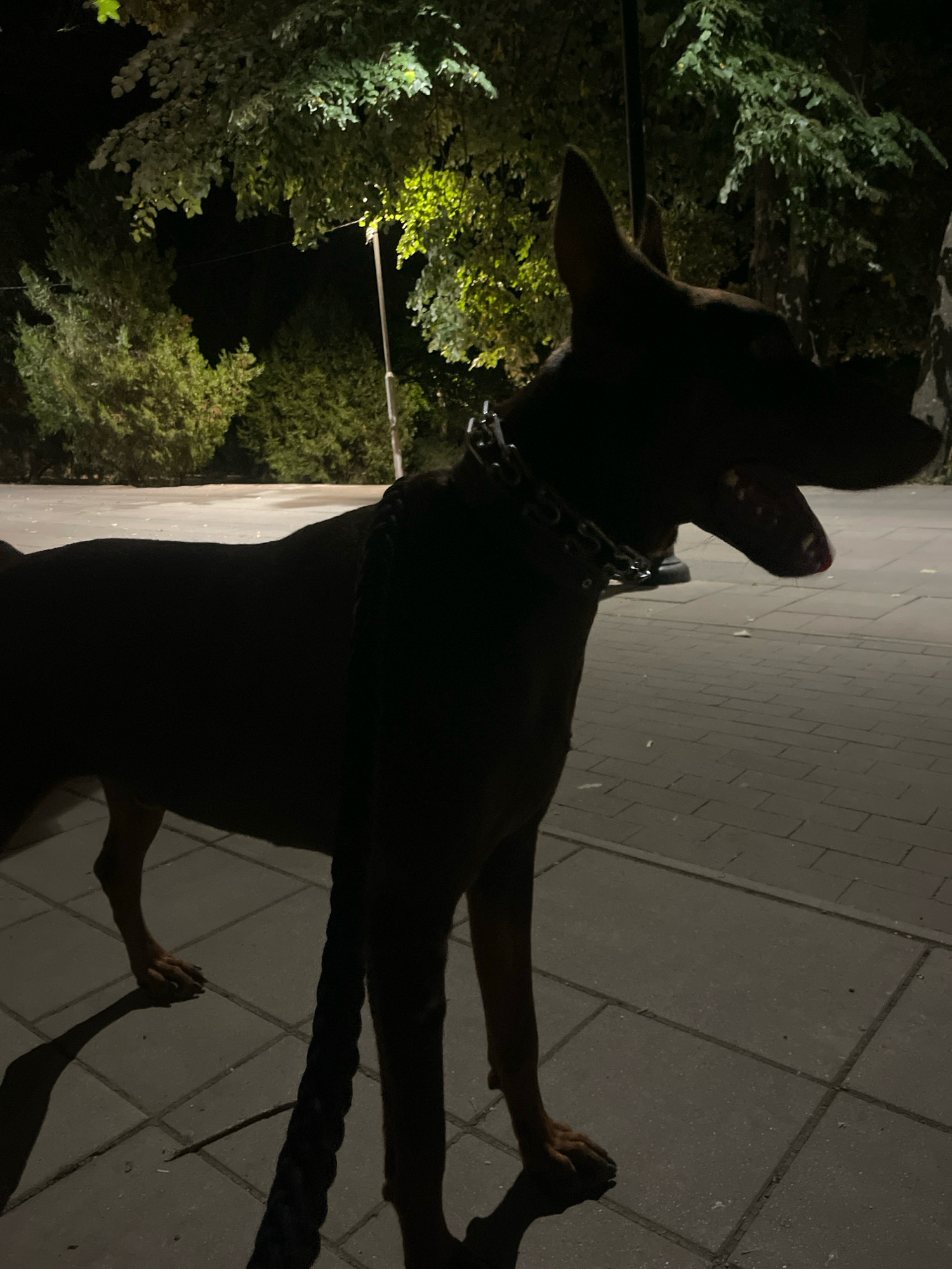 An image captured at night in Karlovo, Bulgaria, shows a Doberman Pinscher standing on a paved walkway. The dog is silhouetted against a backdrop of trees and a lamppost, with the light from the lamppost casting a green glow on the foliage. The dog is wearing a chain collar and is leashed. Its mouth is open, and its tongue is visible. The ground is paved with rectangular stones, and the dog's shadow is cast upon it. The environment appears to be a park or a street with trees and lighting.