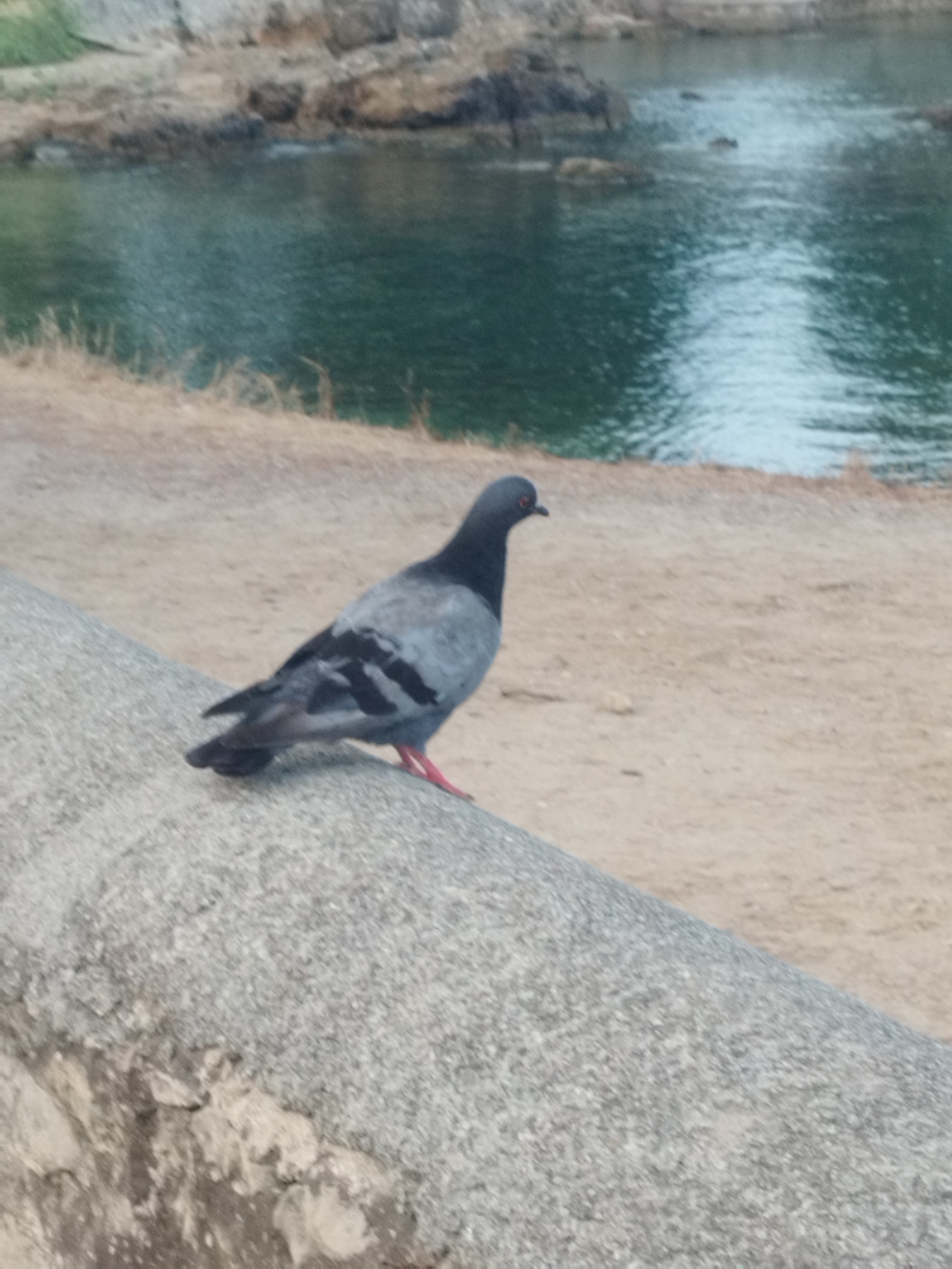 A lone pigeon stands on a textured, gray concrete ledge overlooking a body of water. The pigeon is facing to the right, with its body angled slightly away from the camera. Its feathers are predominantly gray with black markings on its wings and tail. Its legs and feet are a bright pinkish-red. The pigeon's head is dark, with a small, dark eye.
Behind the pigeon, the ground is a sandy, light brown color, with scattered dry grass and some faint shadows. Beyond the sandy area, there is a body of water that appears to be dark green or teal, with ripples and reflections from the sky and surrounding rocks. In the distance, there are rocky formations and vegetation along the shoreline. The overall scene suggests an outdoor environment, likely a coastal area. There are no other animals or people visible in the image. The lighting is somewhat diffused, indicating it is likely daytime. The location is not specified in the image itself, but the prompt mentions Antibes, France.