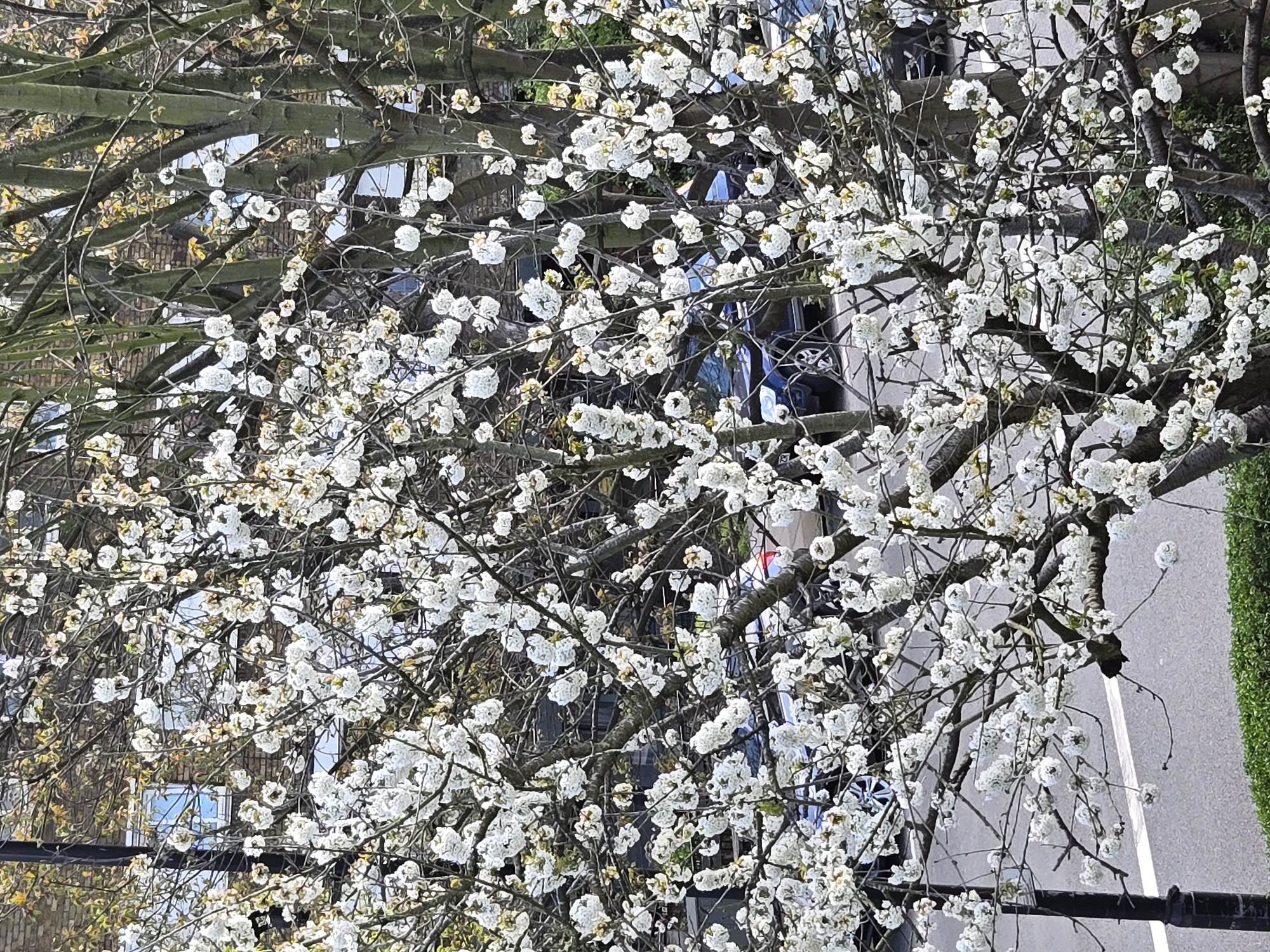 The image shows a street scene in what appears to be London, United Kingdom, obscured by a tree in full bloom with white flowers. Behind the tree, buildings are visible, including a brick structure with windows reflecting the sky. A road runs alongside the tree, marked with painted white lines. Vehicles are parked on the road. A green hedge or bush lines the edge of the road in some sections. Utility poles are visible on the street. The perspective of the image is tilted, making it appear as if the viewer is looking down on the scene from a slightly elevated position. The overall atmosphere suggests spring in a residential or suburban area.
