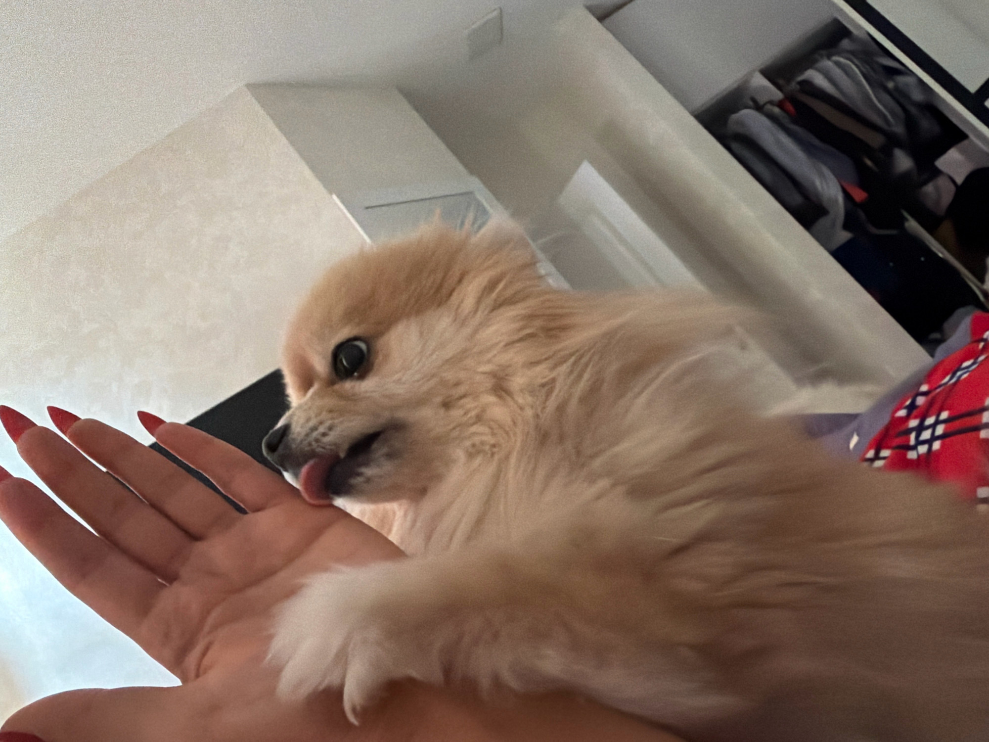 The image shows a close-up of a Pomeranian dog licking a person's hand. The dog has light brown fur and is sticking its tongue out. The person's hand is in the foreground, with red nail polish on the fingernails. The background is blurry but appears to be an indoor setting with a closet filled with clothes. There is no indication of the location being in Tbilisi, Georgia.
