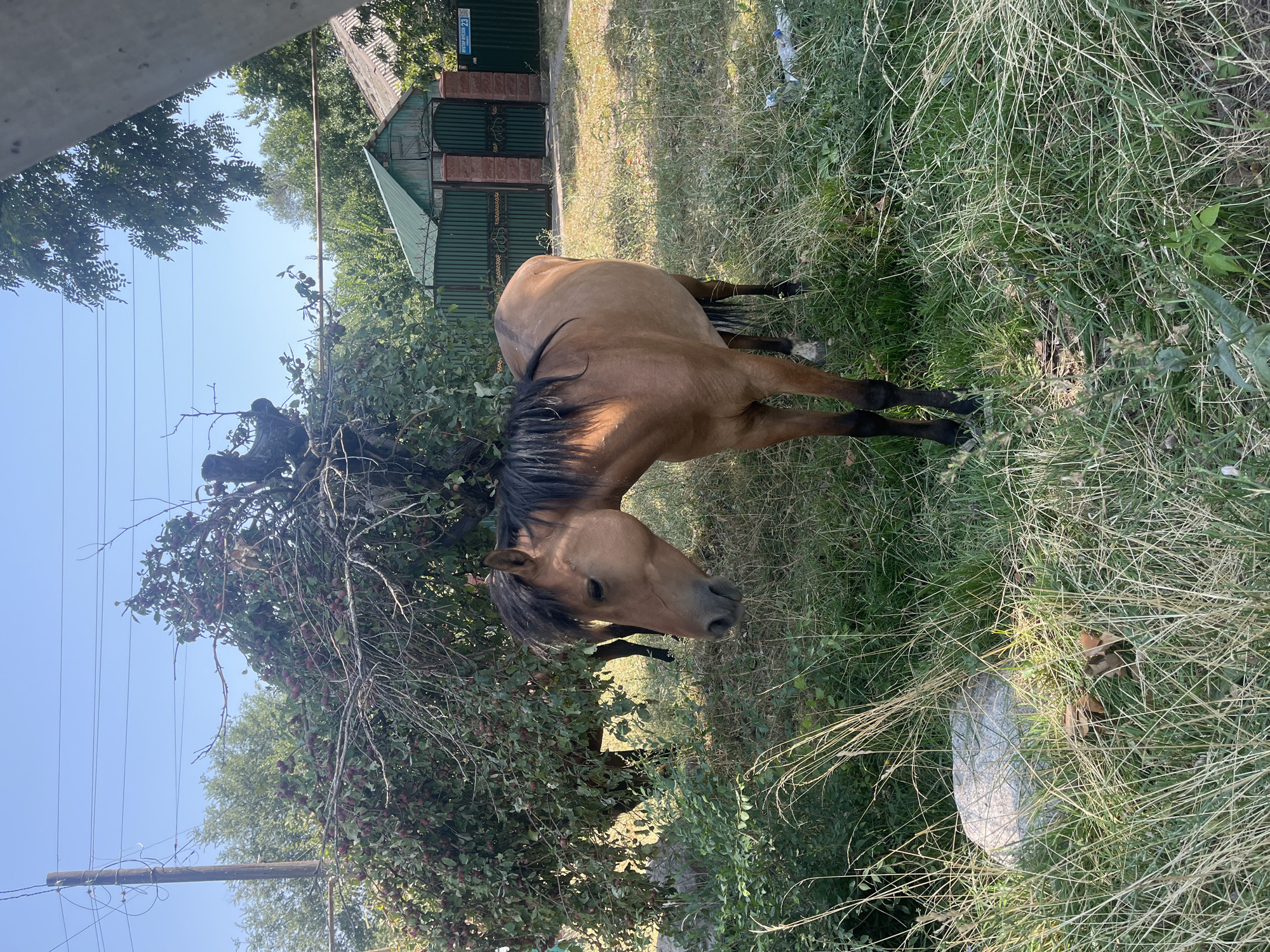 A bay horse stands in a grassy yard in Qargaly, Kazakhstan, near a large, leafy tree with small red fruits. The horse is facing to the left, with its head lowered. In the background, a green fence surrounds a building with a green roof. Overhead, power lines stretch across a clear blue sky. The scene is illuminated by bright sunlight, casting shadows on the ground.