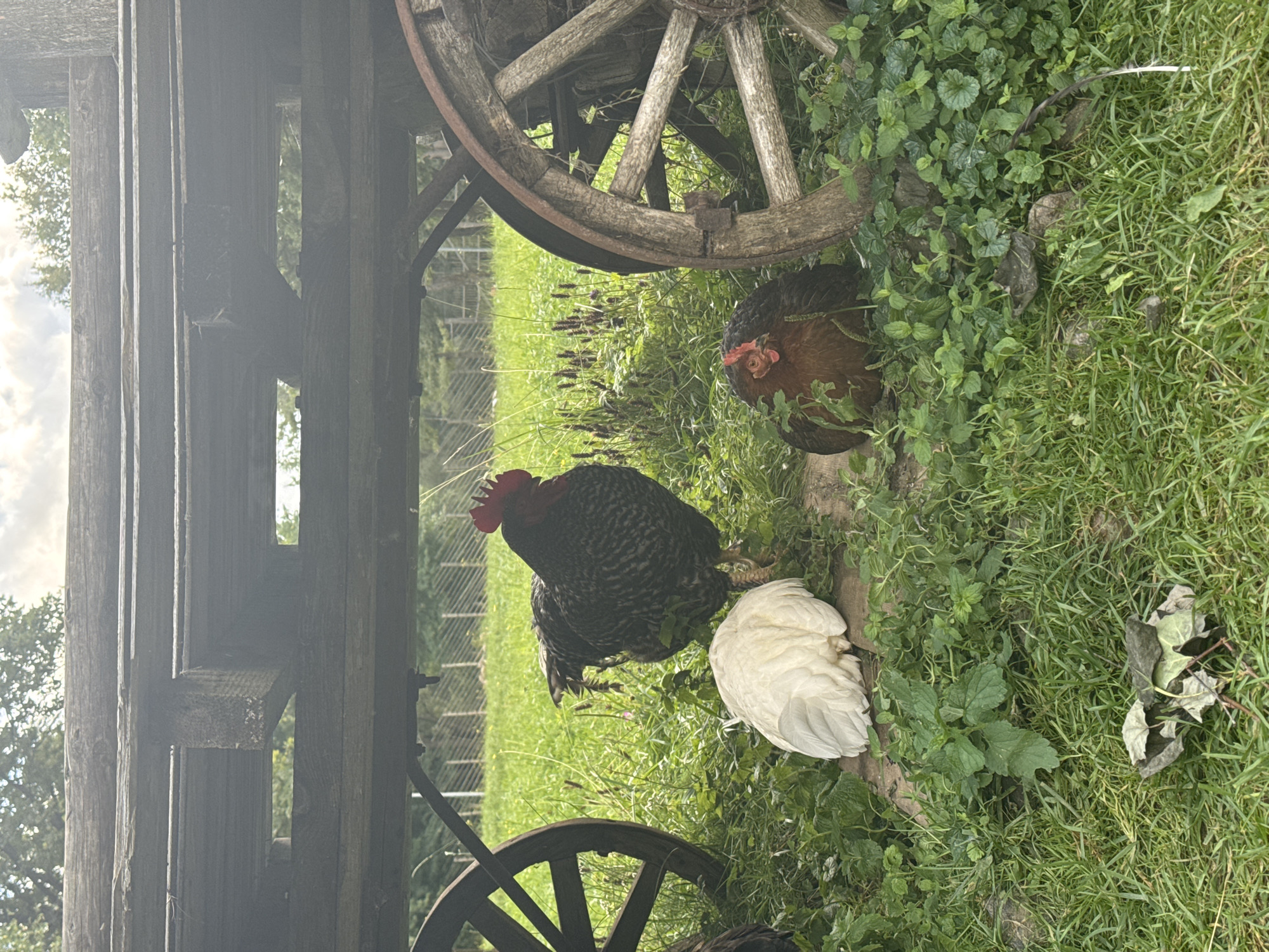 A black and white rooster stands in a grassy area next to a weathered wooden wagon with large spoked wheels. A white hen is nestled in the grass to the left of the rooster, and a brown hen sits to the right, near one of the wagon's wheels. The ground is covered in green grass and some plants. In the background, a fence and trees are visible under a cloudy sky. The overall impression is of a rustic, rural setting. The image is not taken in Veliky Novgorod, Russia.