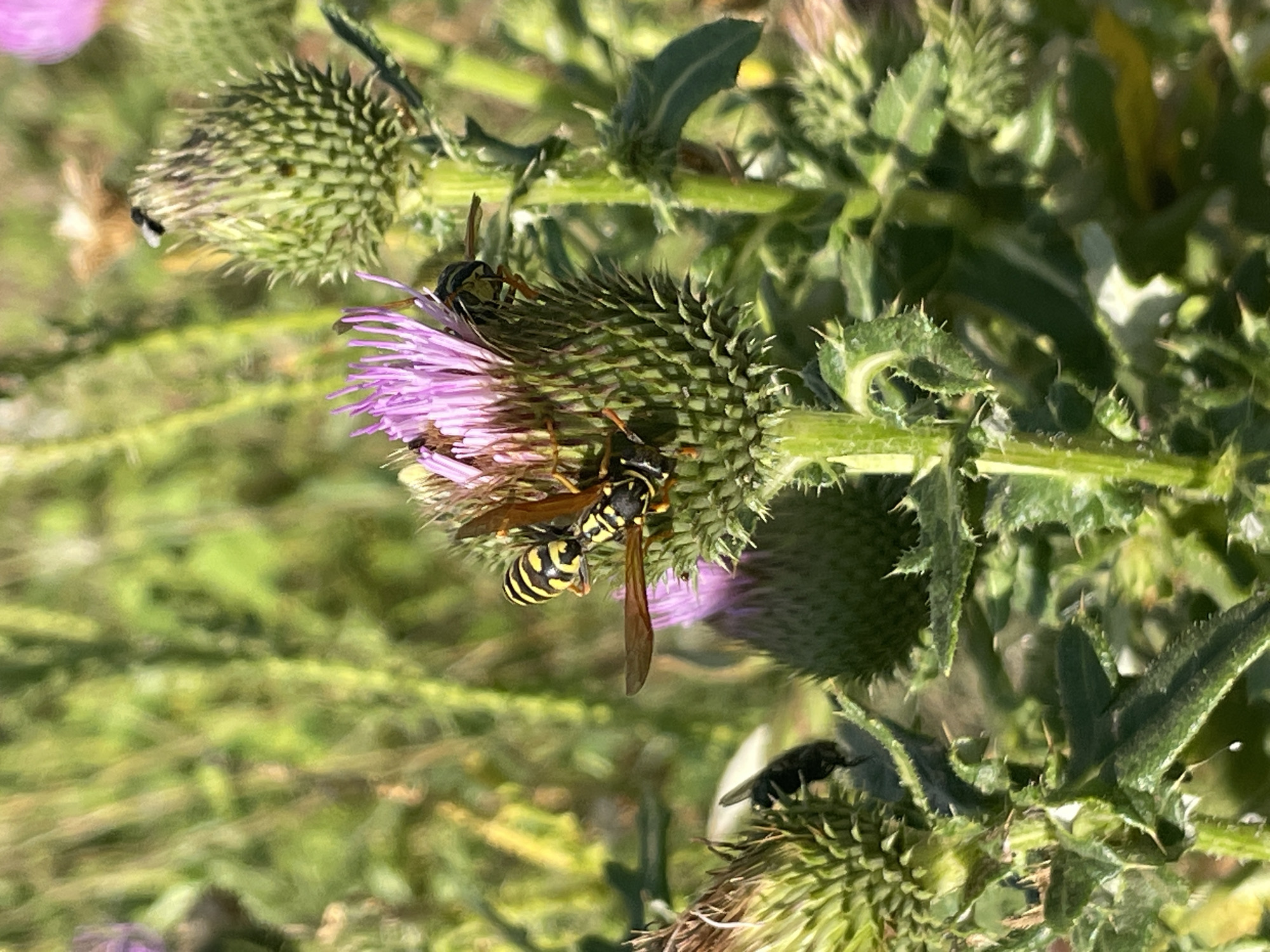 The image shows a close-up of a thistle flower in bloom, with several insects on and around it. Two yellow and black striped wasps are prominently featured, one on the purple petals of the thistle and another with its head buried in the flower head. A smaller black insect, possibly a fly, is visible on a different thistle bud in the background. The thistles are surrounded by green foliage, with some out-of-focus background elements that suggest a natural outdoor setting. The lighting indicates it is daytime. There are no people or man-made structures visible in the image. The specific location within Rostov-on-Don, Russia cannot be determined from the provided image.