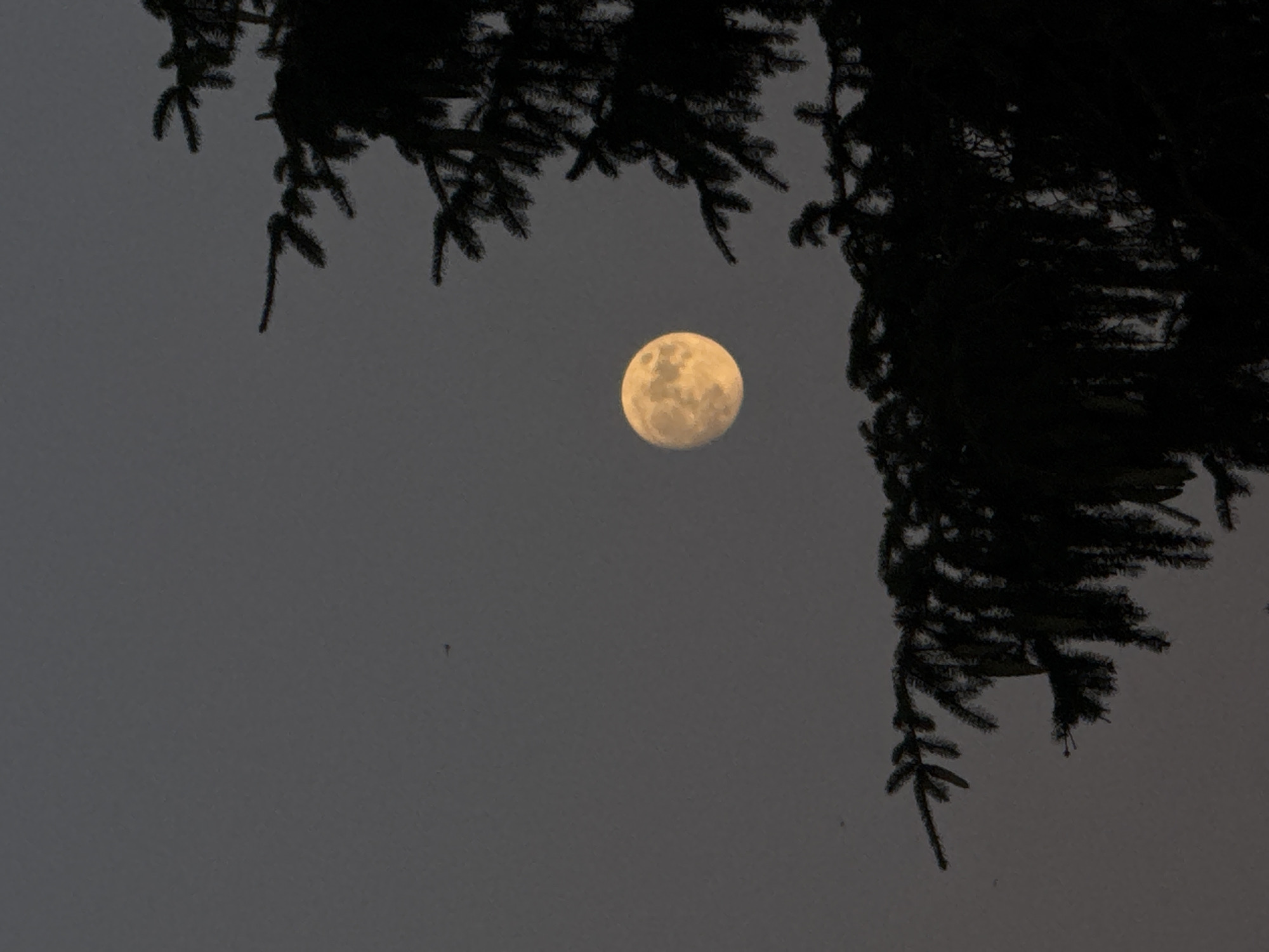 This media file is a photograph of a full moon in a hazy, twilight sky, framed by the dark silhouette of evergreen tree branches. The moon is the central subject, appearing as a bright, textured orb with visible craters and a warm, yellowish hue. Its light illuminates the otherwise muted tones of the sky and the surroundings.
The branches of an evergreen tree dominate the foreground and frame the moon from the top and right sides of the image. They are rendered in deep black, creating a stark contrast against the lighter sky and moon. The texture of the needles is visible in some areas, suggesting the presence of a coniferous tree, possibly a spruce or fir.
The sky is a uniform, overcast gray, indicative of either dawn or dusk, or perhaps a hazy or foggy atmosphere. There are no distinct clouds, just a soft gradient of light. The overall mood is serene and slightly mysterious, with the natural elements of the moon and trees creating a sense of solitude and quiet observation.
There are no people or man-made objects visible in the frame, focusing the viewer's attention entirely on the natural landscape. A few small, indistinct dark specks are visible in the sky, possibly insects or dust, but they are not significant features. The lighting suggests it is either early morning or late evening, a time when the moon is often visible in the twilight. The location is not specified, but the presence of evergreen trees suggests a natural environment, possibly a forest or wooded area.
