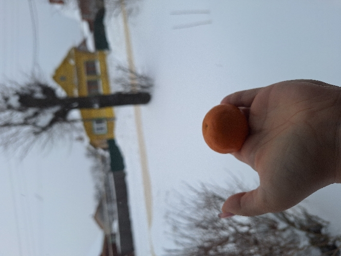 An adult human hand, positioned in the lower center of the frame, holds a single orange, spherical fruit (tangerine or clementine) in its palm. The hand exhibits light-colored polish on the visible thumb nail. The background, out of focus, depicts a snowy winter scene in Lezhnevo, Russia. The ground is covered in white snow with a visible cleared path traversing diagonally. A dark green fence line is present. A prominent, leafless deciduous tree with dark branches stands behind the fence. A two-story yellow house with dark-framed windows is situated behind the tree. Further blurred structures are visible in the distance. The sky is overcast and uniformly light gray.
