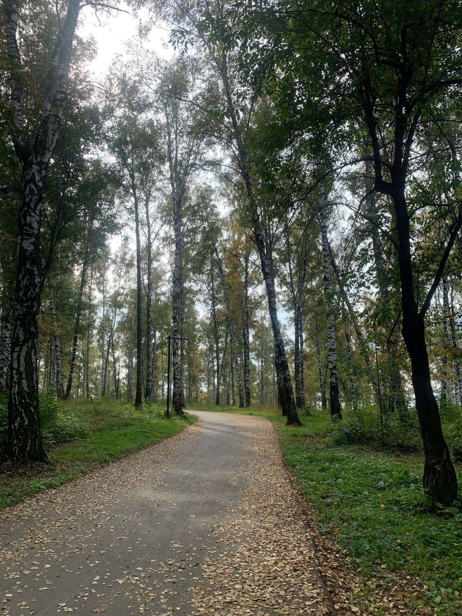 The image shows a paved path winding through a forest of birch trees. Fallen yellow leaves cover the path and the grassy ground on either side. The sky is overcast. The path appears to be in a park or natural area, likely within the city of Prokopyevsk, Russia, given its location. There are no people or animals visible in the image.