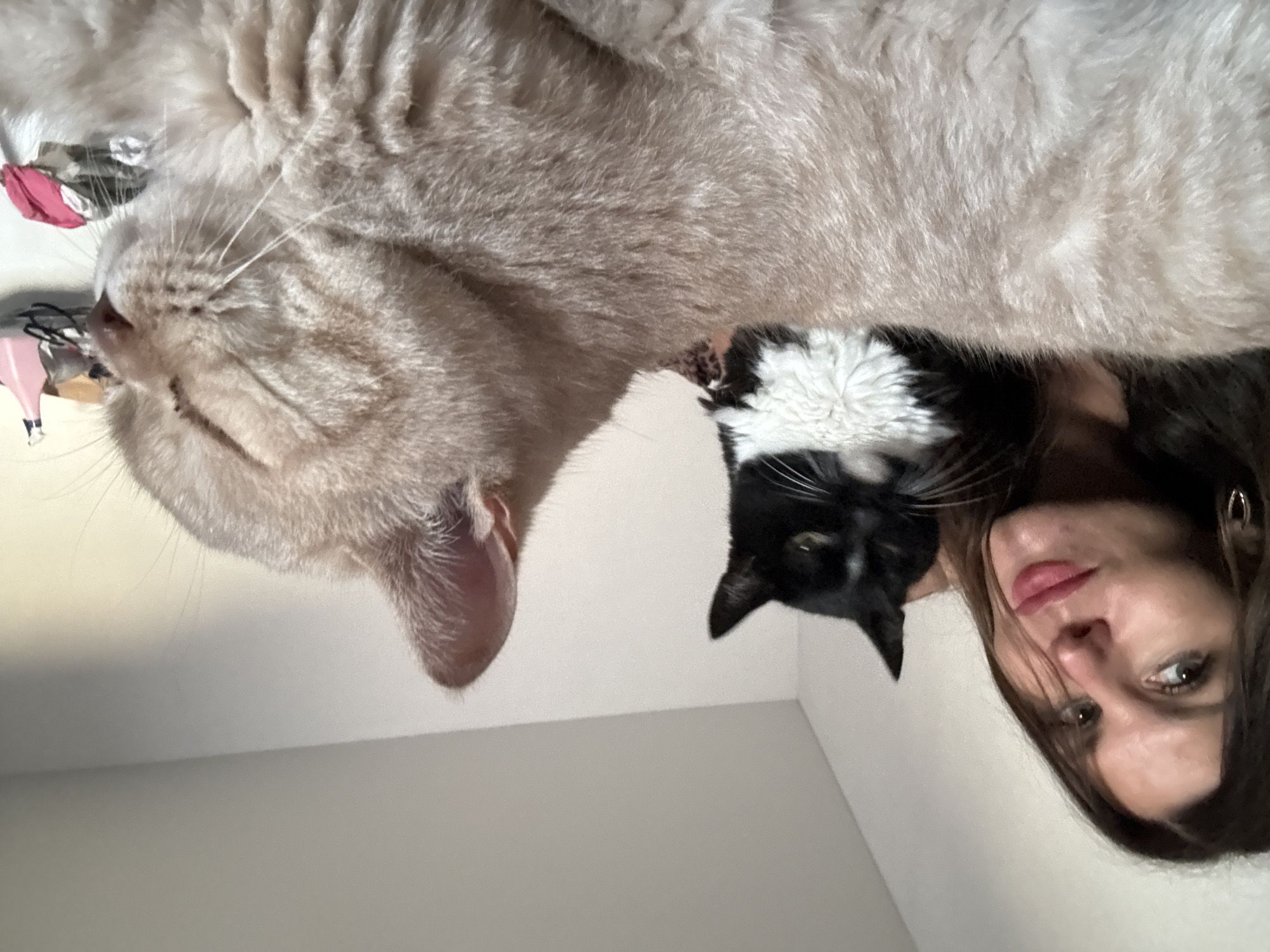 A woman with dark hair and light skin is in the foreground, looking towards the camera with a slight smile. She is wearing earrings. Behind her and to her left, a black and white cat with green eyes is looking towards the camera. To the right of the woman and in the foreground, a light-colored cat with closed eyes is lying down, facing to the right. The background is a plain wall. The scene appears to be indoors. There is no information about the location in the city of Chaikovsky, Russia, within the provided image or its crops.