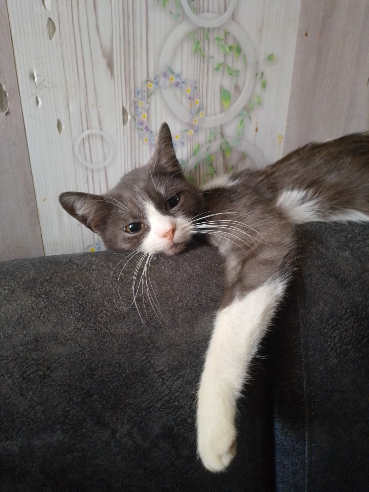 A grey and white cat is lying on its stomach across the top of a dark grey sofa. The cat's head is resting on the sofa, and its body extends along the length of the sofa. The cat's front paws are dangling over the side of the sofa. The cat is looking directly at the camera with its eyes open. The background of the image is a wall with a wood-like pattern and a floral design. The scene appears to be indoors, in a domestic setting, possibly in a living room. The specific location of Tashla, Russia, is not discernible from the image.