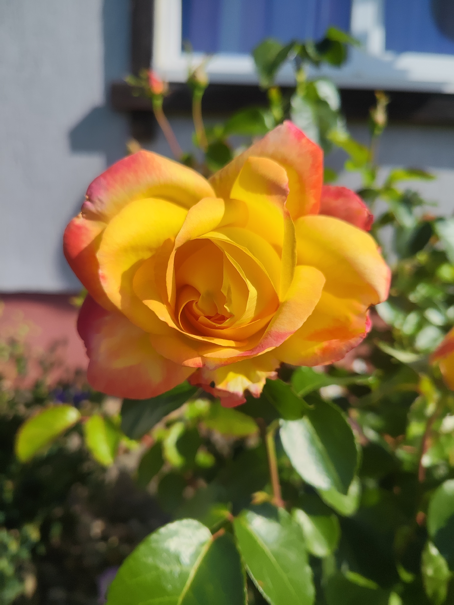 A close-up, eye-level shot captures a vibrant yellow rose with hints of pink and orange on its outer petals. The rose is in full bloom, with tightly furled petals in the center gradually opening outwards. Lush green leaves surround the flower, with some out of focus in the foreground and background. Behind the rose, a grey wall of a building is visible, with a blurred white window frame and blue pane. Sunlight casts a shadow on the wall. The overall impression is of a blooming rose bush in a garden setting, likely outdoors. The location is Gvardeysk, Russia.