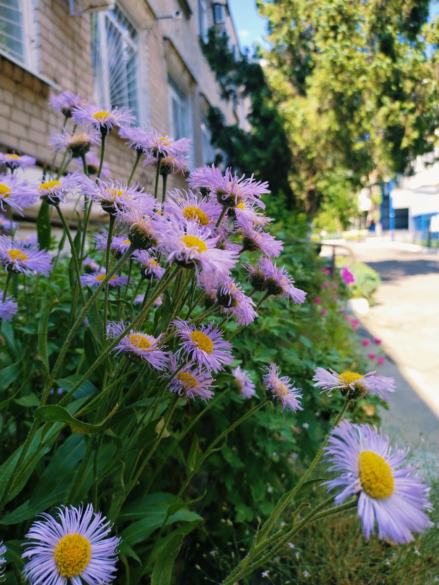 This is a medium-angle, close-up shot of a cluster of lavender asters with yellow centers. The flowers are in full bloom and have delicate, fringed petals. They are arranged in a dense patch, with some flowers higher and others lower in the frame. The stems are thin and green, with a slightly fuzzy texture. In the background, there is a brick building with barred windows, suggesting an urban or institutional setting. Behind the building, a large, leafy green tree is visible, with some bright sunlight filtering through its leaves. Further in the background, a pathway or road can be seen, with hints of other greenery and some small pink flowers along the edge. The overall impression is one of a sunny day, with the flowers providing a vibrant splash of color against the more muted tones of the building and foliage. The scene appears to be set outdoors, likely in a garden or near a building in Horishni Plavni, Ukraine. There is no visible text in the image.