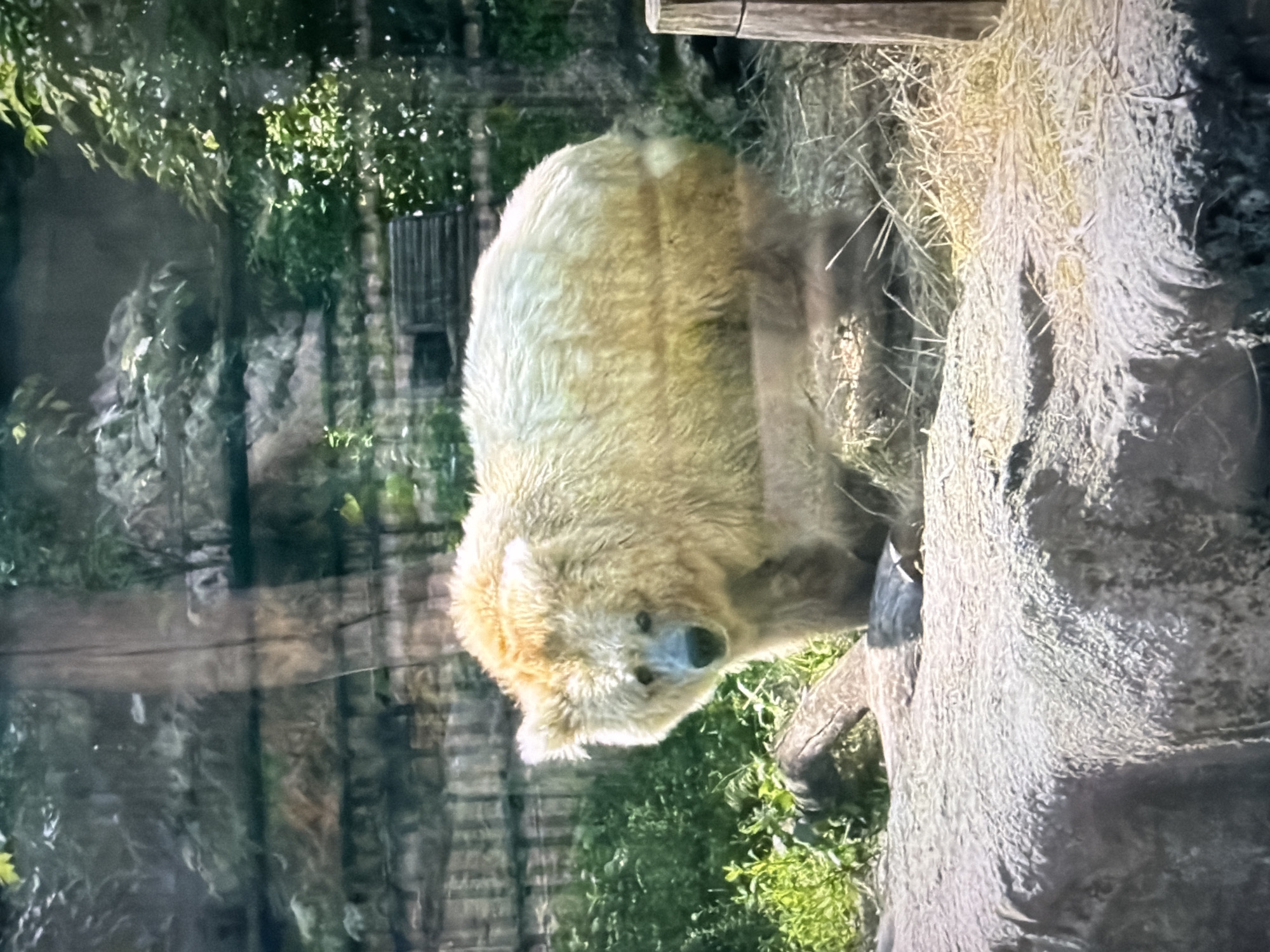 The image shows a light-colored bear in an outdoor enclosure. The bear is standing and facing the camera with its head slightly tilted. Its fur appears thick and somewhat matted, with a golden hue on its head and shoulders. The enclosure features a rocky foreground, green vegetation in the background, and a wooden fence. Sunlight streams down, illuminating the scene and casting shadows. There is no information to determine the location in the city of Kyiv, Ukraine.