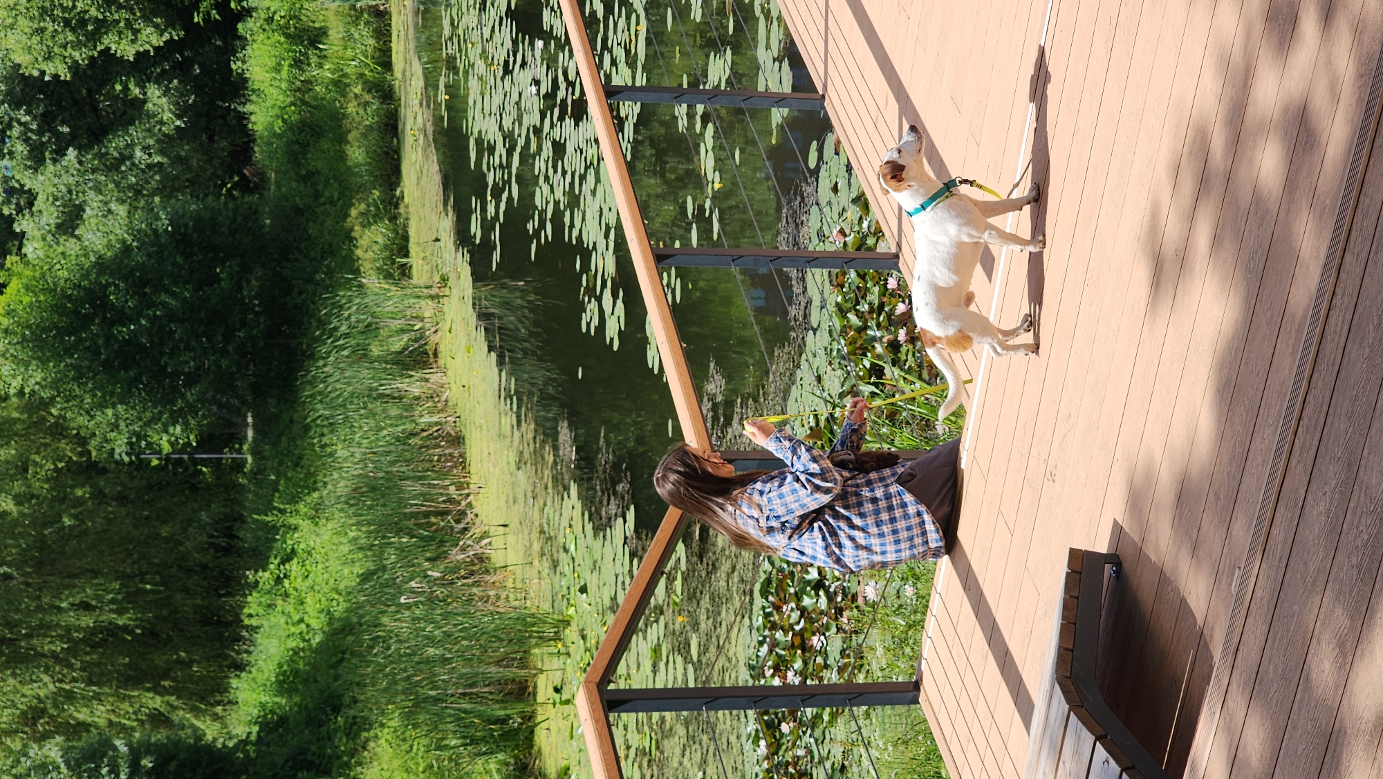 A young woman in a blue and white plaid shirt and dark pants is kneeling on a wooden deck, holding a yellow leash. A small white and brown dog with a teal collar is standing on the deck, facing to the right and looking towards the water. The deck overlooks a calm body of water covered in lily pads and surrounded by lush green reeds and trees. The setting appears to be a park or natural area. This scene could be located in Moscow, Russia, within a park like Gorky Park or Tsaritsyno Park, which feature water bodies and recreational areas.