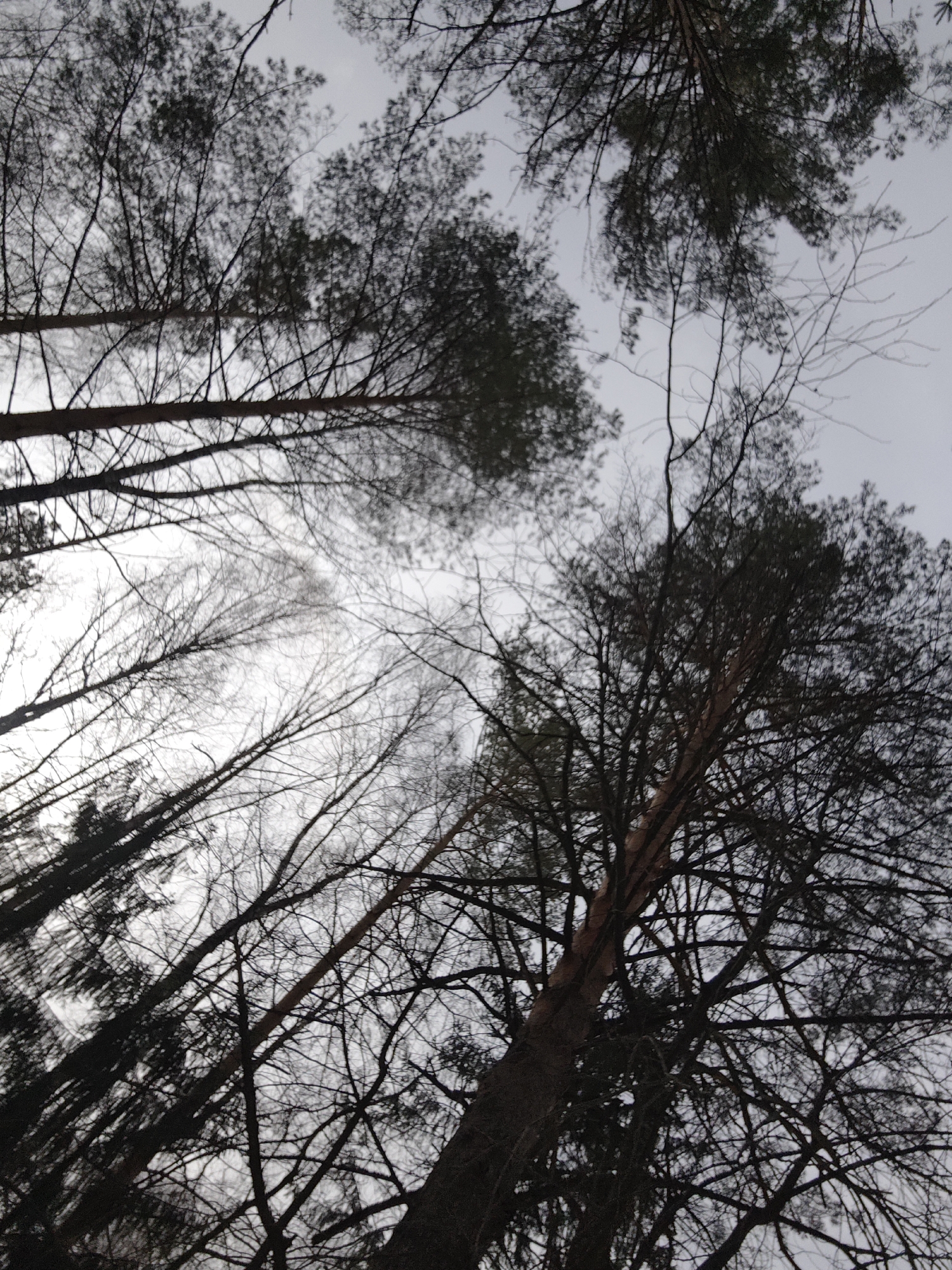 The image displays an upward perspective into a forest canopy, located in the city of Марковский, Russia. A bright, overcast sky, ranging from light gray to white, forms the background. Numerous tree branches, silhouetted in dark tones, intersect the frame. The visible vegetation includes coniferous trees, identifiable by their dark needle clusters and segments of reddish-brown trunks, alongside bare deciduous trees, characterized by intricate networks of dark, leafless branches. No individuals, man-made structures, or discernible activities are present.