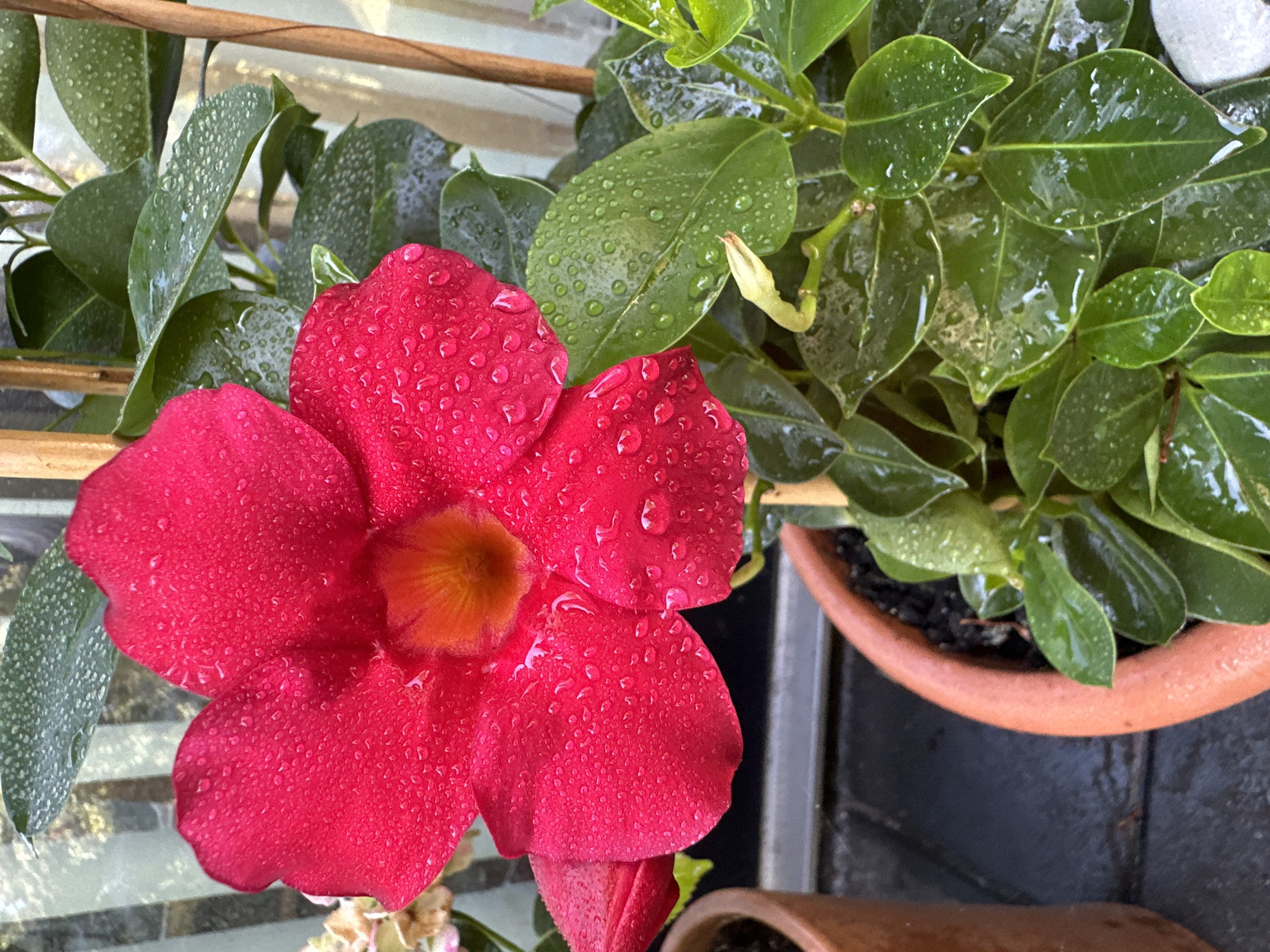 A close-up shot captures a vibrant pink flower with delicate water droplets clinging to its petals. The flower's center features a warm orange hue. Surrounding the bloom are glossy green leaves, also speckled with water. The plant is housed in a terracotta pot, partially visible in the lower right corner. The background suggests an outdoor setting, with hints of glass panes and wooden elements, possibly part of a window or balcony structure. The overall scene is one of natural beauty, enhanced by the fresh appearance of the plant after what appears to be rain. The location is identified as Krefeld, Germany.