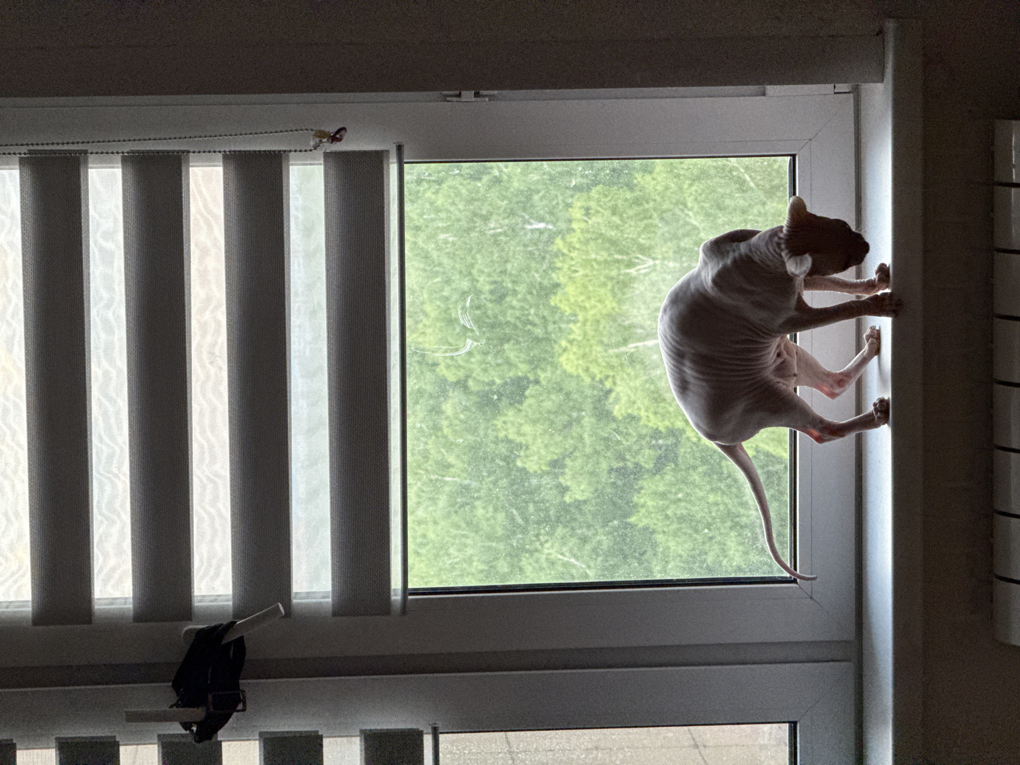 A hairless cat is standing on a windowsill, looking down. The cat is light pink and has a long tail that curves upwards. It is silhouetted against a window with a view of green trees. The window has blinds that are partially open, letting in light. There is a radiator below the windowsill, and a few objects hanging from the window frame on the left and right sides. The scene appears to be indoors, in an apartment or house. There are no people visible in the image.