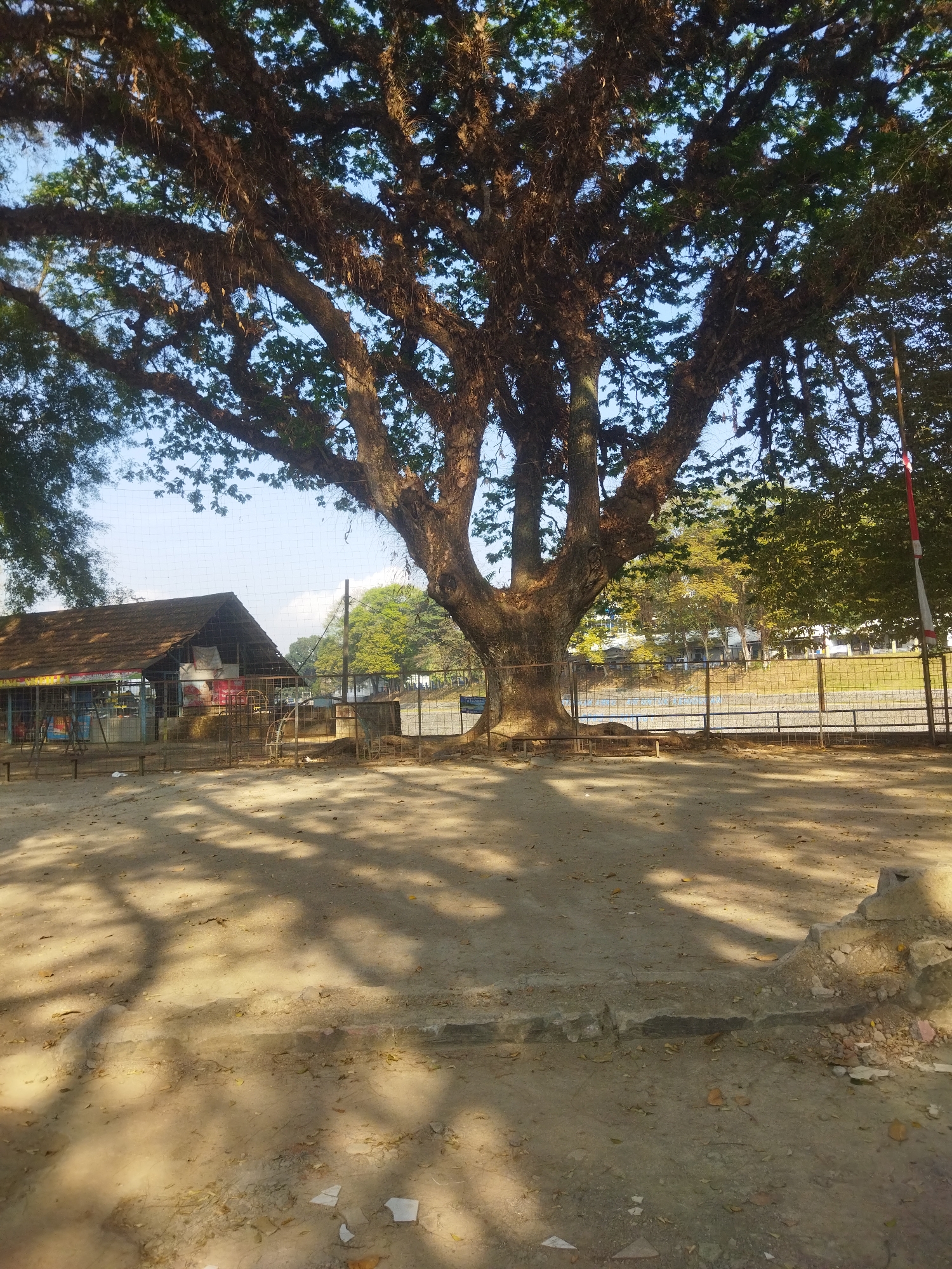 The image depicts a large, old tree with thick branches and a rough, textured trunk in an outdoor setting. The tree's canopy casts dappled shadows across the sandy ground. In the background, there is a simple, open-sided structure with a thatched roof, possibly a small shop or shelter, behind a metal fence. Further in the distance, there are more trees and buildings, and a body of water can be glimpsed. The scene appears to be a park or an open area within a community. The environment is dry and dusty, with some scattered leaves and debris on the ground. The time of day appears to be morning or afternoon, given the angle of the sunlight and the shadows. The location is identified as Banjar City, Indonesia, suggesting a tropical or subtropical climate. There are no people visible in the image. The overall impression is one of a natural setting with some human elements integrated into it.