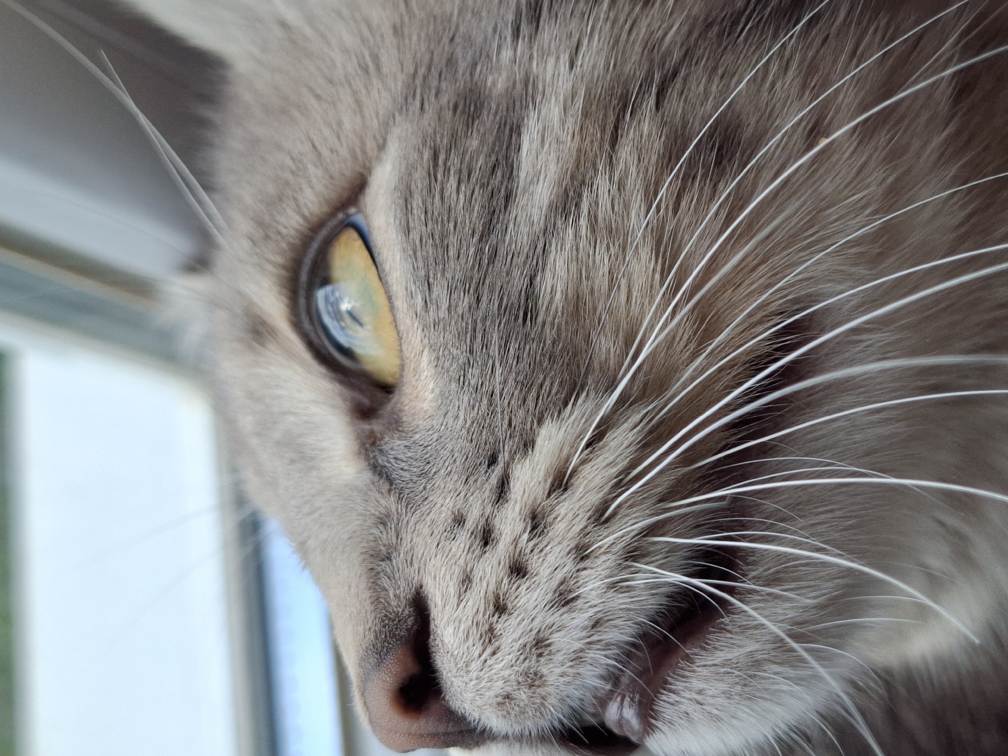 This extreme close-up photograph captures the left side of a domestic cat's face, positioned diagonally and looking upwards. The main subject is the cat, whose fur is a soft blend of light brown, grey, and tan tones, with visible individual strands and subtle striping patterns.
The cat's prominent left eye is a striking yellow-gold, featuring a distinct, bright reflection of a window frame and what appears to be a light blue sky or outdoor environment. This reflection indicates the cat is looking out of a window. Numerous long, white whiskers fan out from the cat's muzzle, sharp and detailed against its fur. The cat's pinkish-brown nose and a portion of its mouth are also visible in the lower part of the frame.
The background is softly blurred, consisting of bright white and light blue areas, consistent with natural daylight streaming through a window. No specific activity is depicted, but the cat appears to be observing its surroundings with a calm and attentive expression. The time of day is clearly daytime due to the bright, natural illumination. There is no visible text in the image. The scene is set in Novi Sad, Serbia.