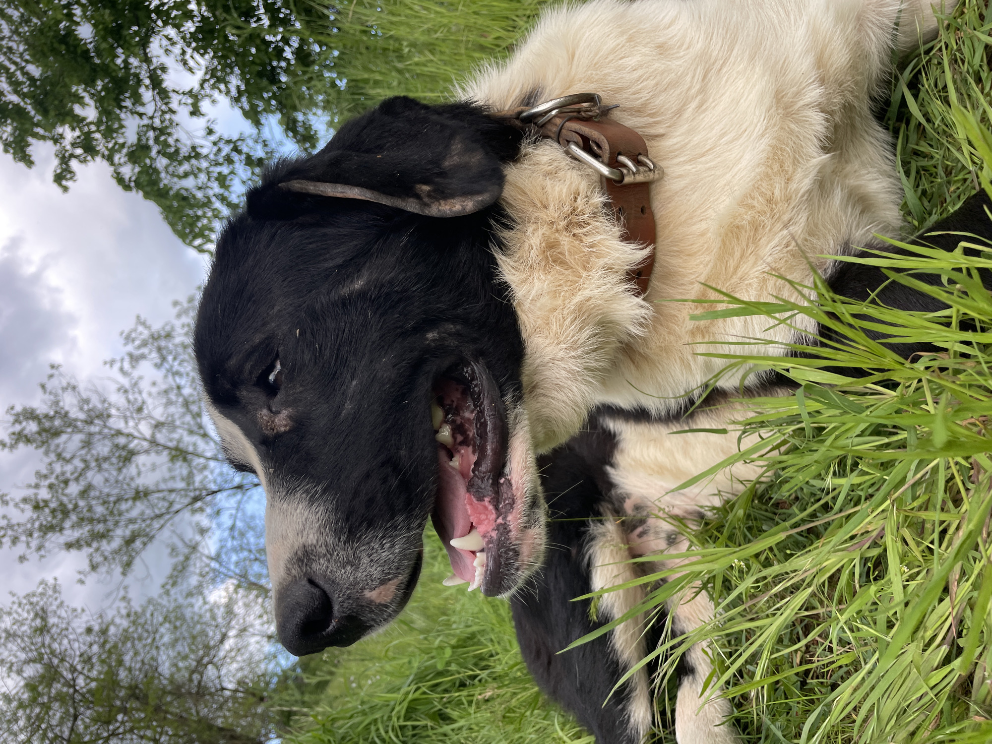 A black and white dog is lying in tall green grass. The dog has a brown leather collar. Trees and sky are visible in the background. The location is unspecified, and there is no evidence to suggest it is in Zlatograd, Bulgaria.