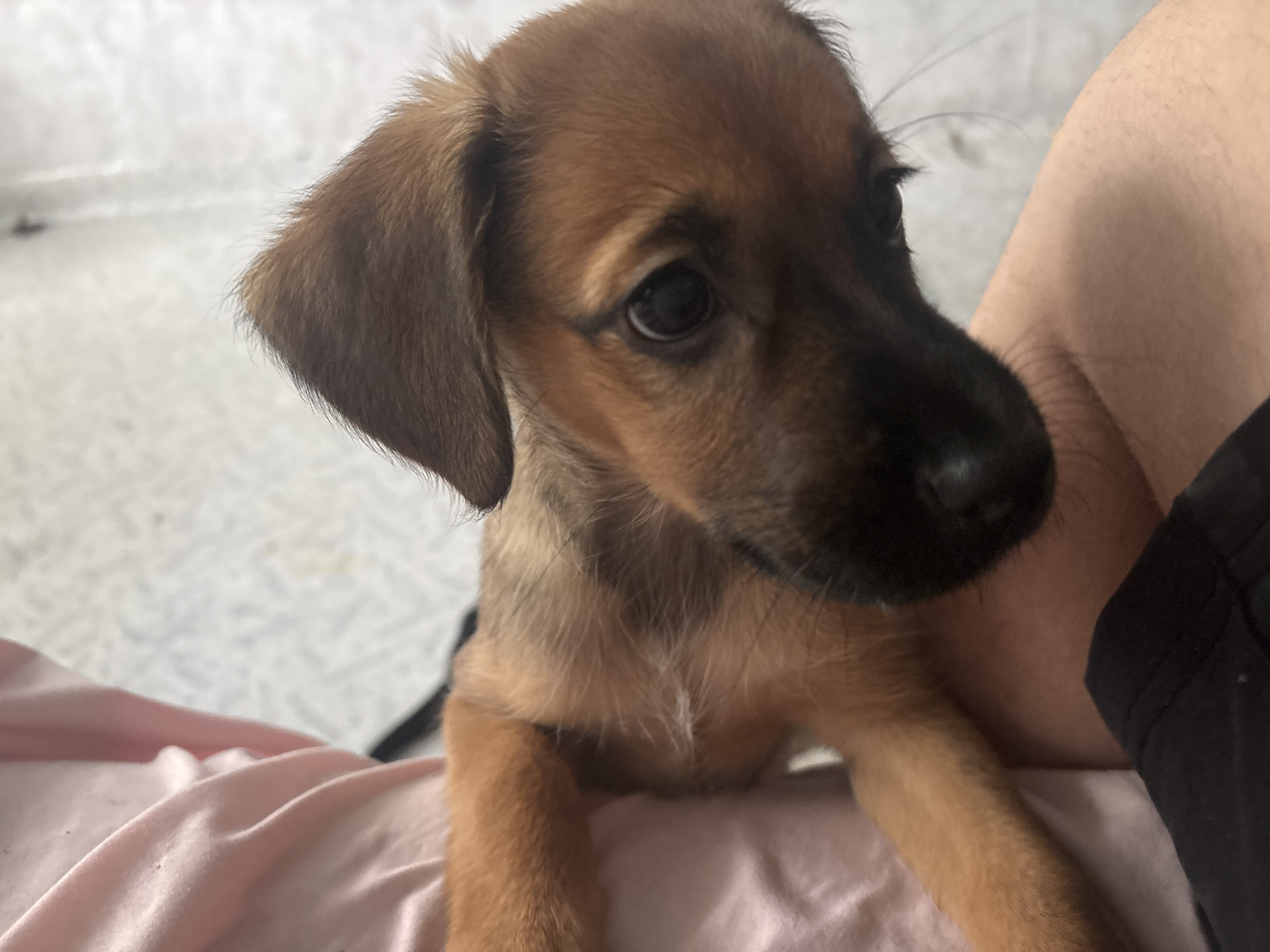 A close-up, eye-level, medium shot shows a small, light brown puppy looking to the right. The puppy is positioned in the foreground, with its head and shoulders filling most of the frame. The puppy's fur is short and smooth, with lighter brown fur on its chest. Its eyes are dark and round, and its nose is black. The puppy is resting on a pink fabric surface, likely a blanket or clothing, which is wrinkled and textured. To the right of the puppy, a person's bare leg, covered in light hair, is visible. The background is blurry and appears to be a light-colored, patterned surface, possibly a wall or floor. The lighting is soft and diffused, creating a warm tone.
