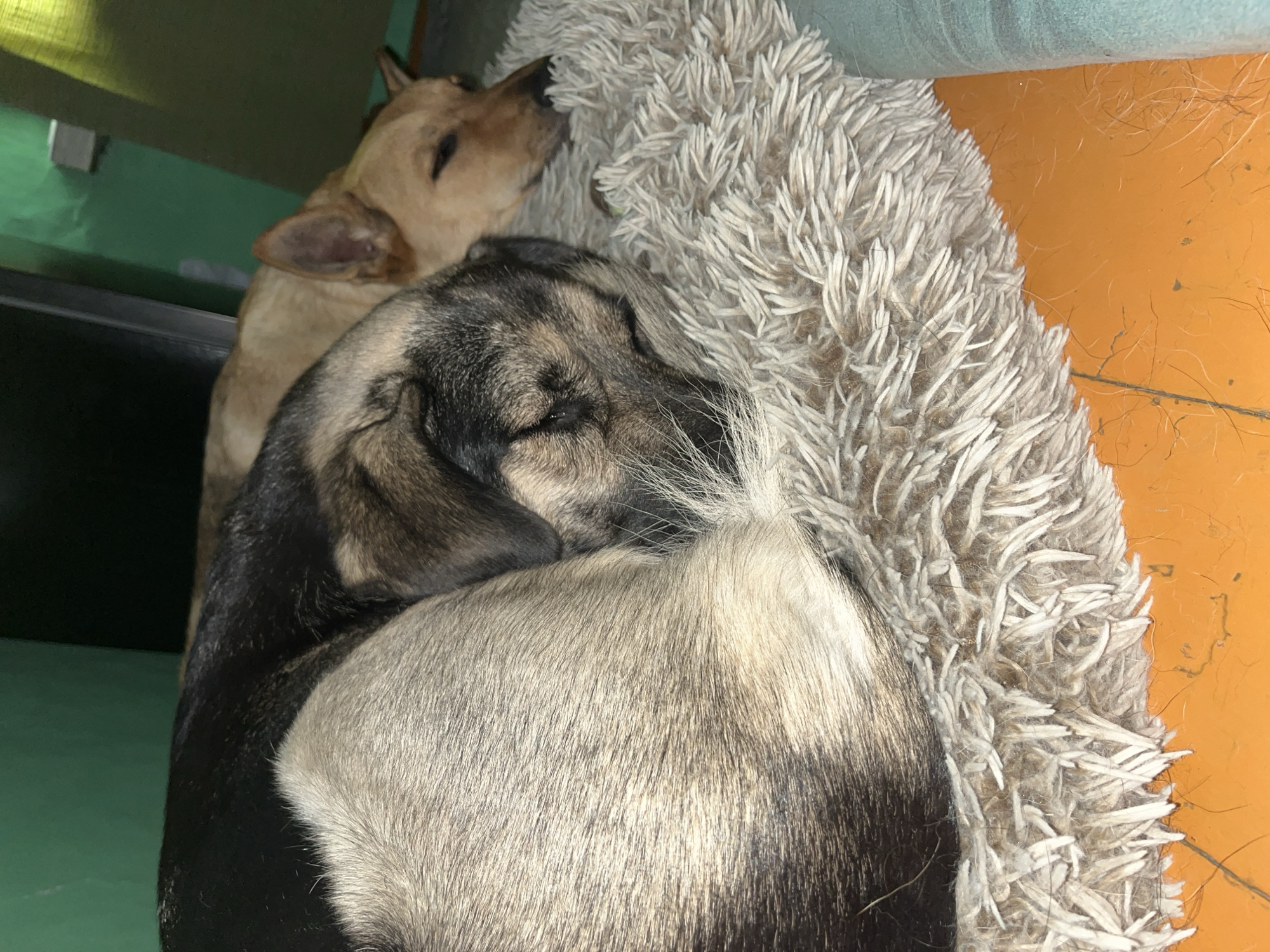 Two dogs are sleeping curled up on a fuzzy, beige mat. The dog in the foreground has black and tan fur, with its head tucked into its body. The dog behind it is a lighter tan color and is sleeping with its eyes closed and its ears relaxed. The mat is on an orange surface, possibly a floor, and the background is a green wall. There is no indication of the location being Nizhny Tagil, Russia.