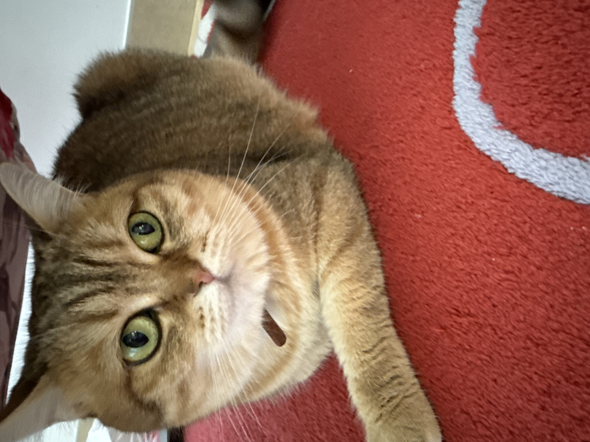 A close-up, eye-level shot features a ginger cat with bright green eyes and distinct tabby markings on its head and body. The cat is lying down on a red textured surface, possibly a carpet with a white circular pattern visible in the lower right portion of the frame. The cat is wearing a thin, dark brown collar. The background is blurred, with hints of light and dark colors. The scene does not contain any identifiable elements or context that would allow for its location to be determined in the city of Partenit, Ukraine.