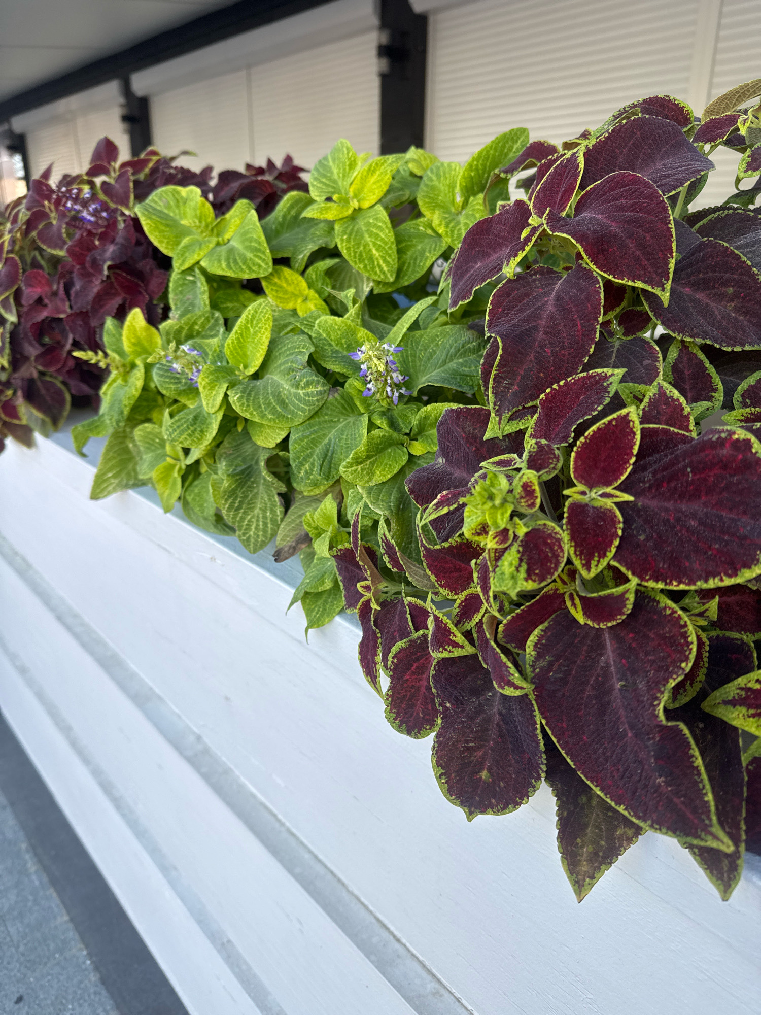 The image shows a close-up view of a white planter box filled with various types of coleus plants. The plants display a range of leaf colors, including deep burgundy with lime green edges, and vibrant lime green. Some plants have small purple flowers. The planter box is situated outdoors, with a white textured wall behind it and a dark awning or overhang above. The scene appears to be a street or walkway in Anapa, Russia, suggesting an urban outdoor setting.