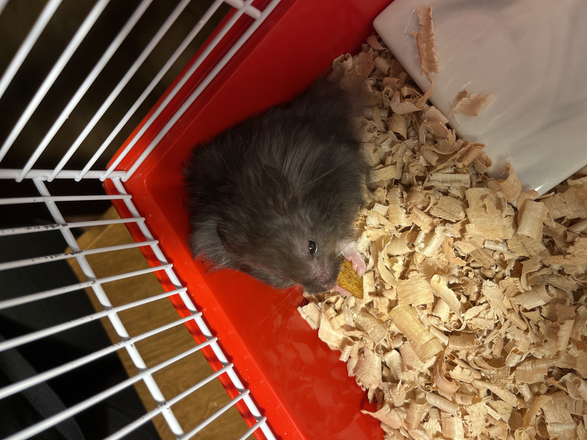 This media file is a close-up, overhead shot of a hamster in its cage. The hamster, which is dark gray with a fluffy coat, is lying on its side and nibbling on a small piece of yellow food. Its nose and one tiny pink paw are visible as it eats. The hamster is situated within a bright red plastic cage base, which is filled with light-colored wood shavings. To the right of the hamster, a white water bottle or food dispenser is partially visible, also surrounded by shavings. The cage is made of white metal bars that frame the top and left sides of the image. The lighting suggests an indoor setting, possibly during the day, given the brightness. The overall scene is a simple, everyday moment of a pet in its habitat. There is no visible text in the image.