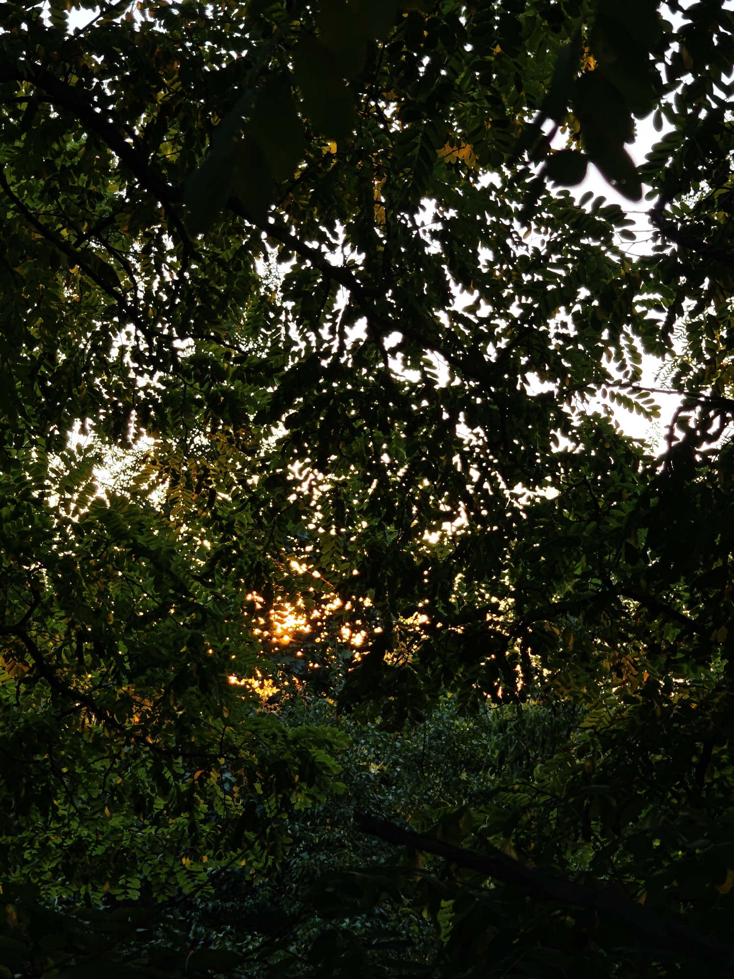 The image captures a sunlit canopy of trees, viewed from below, with shafts of golden sunlight piercing through the dense foliage. The leaves are predominantly dark green, with some showing hints of yellow, suggesting an autumnal transition or variation in species. The sunlight creates bright, scattered highlights on the leaves and branches, illuminating the textured patterns of the canopy against a bright sky, which appears white or very light blue due to overexposure. The scene is densely packed with vegetation, with branches and leaves forming a natural screen. The image appears to be an outdoor setting, possibly a park or a wooded area, with the location specified as Parkhomivka, Ukraine. There are no people or animals visible in the frame. The perspective is upward, looking through the tree branches towards the sky.